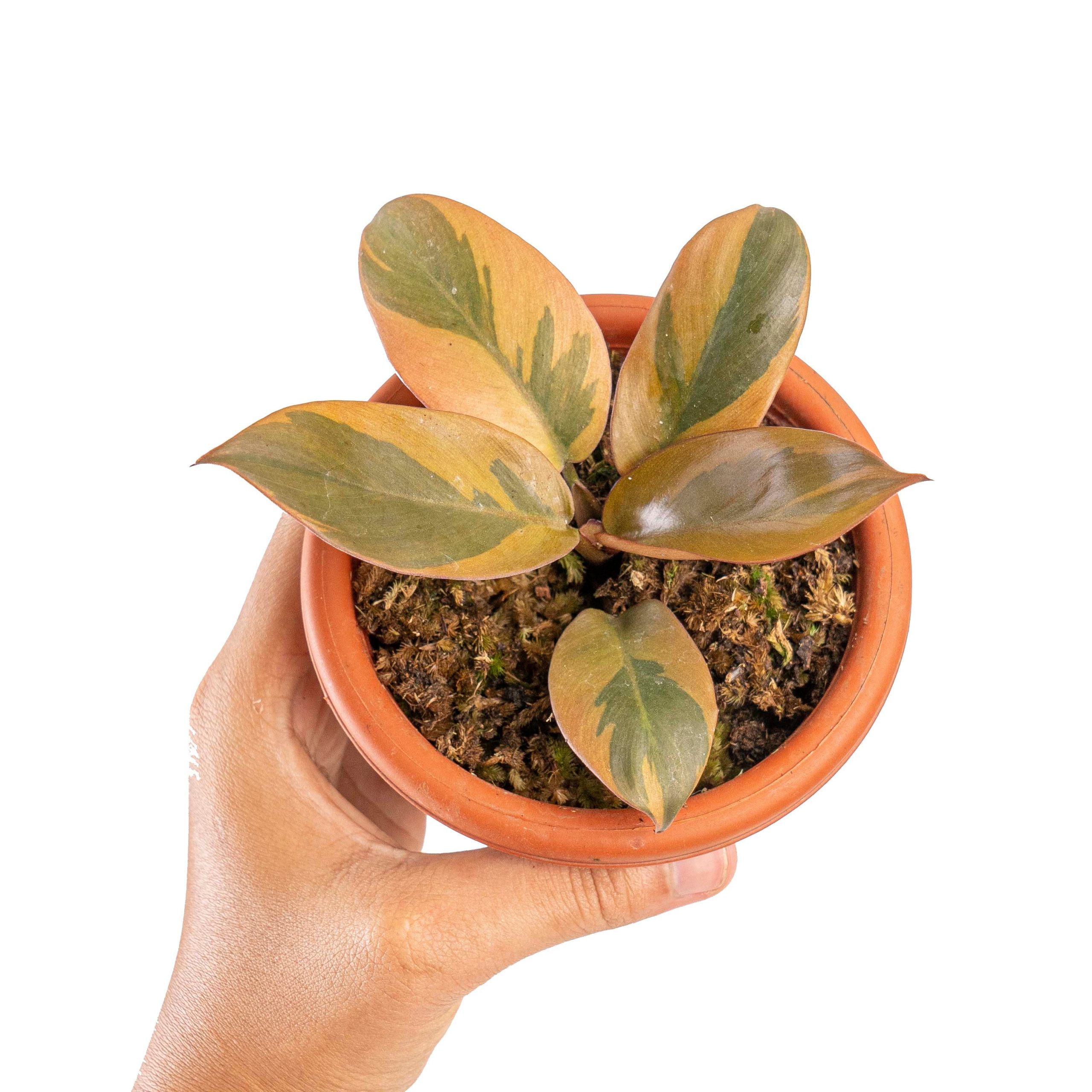 Philodendron black cardinal variegated - Image 6