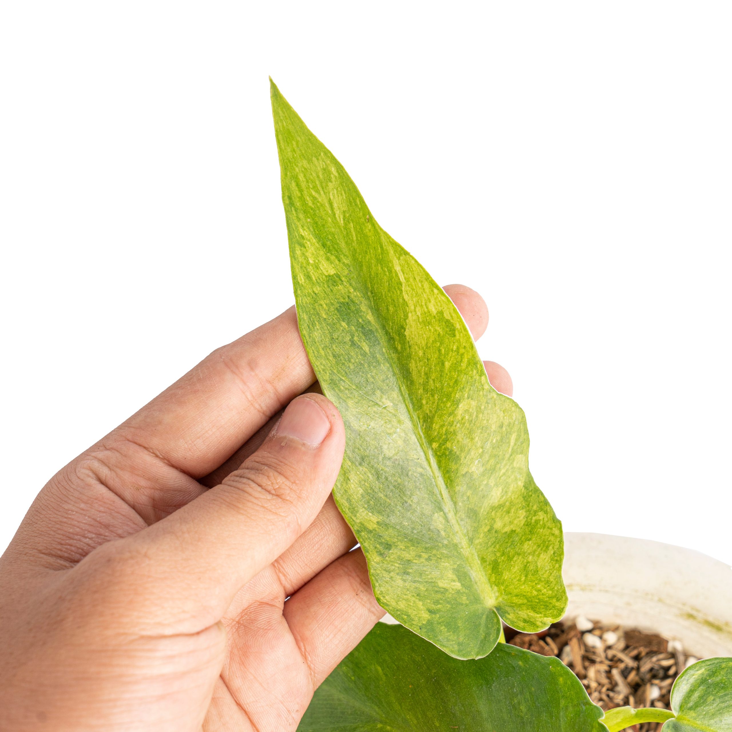 Philodendron bob cee variegated - Image 2
