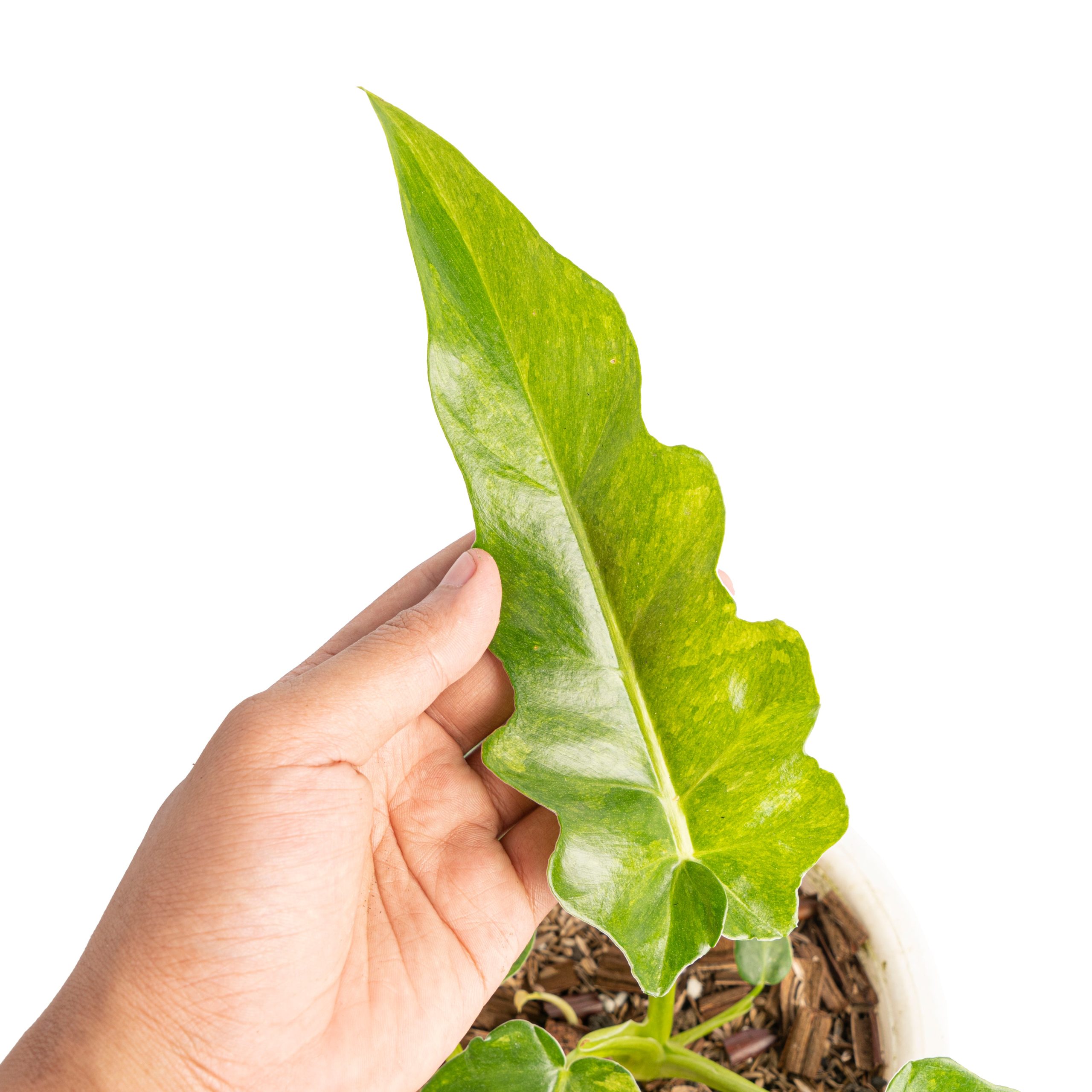 Philodendron bob cee variegated - Image 3