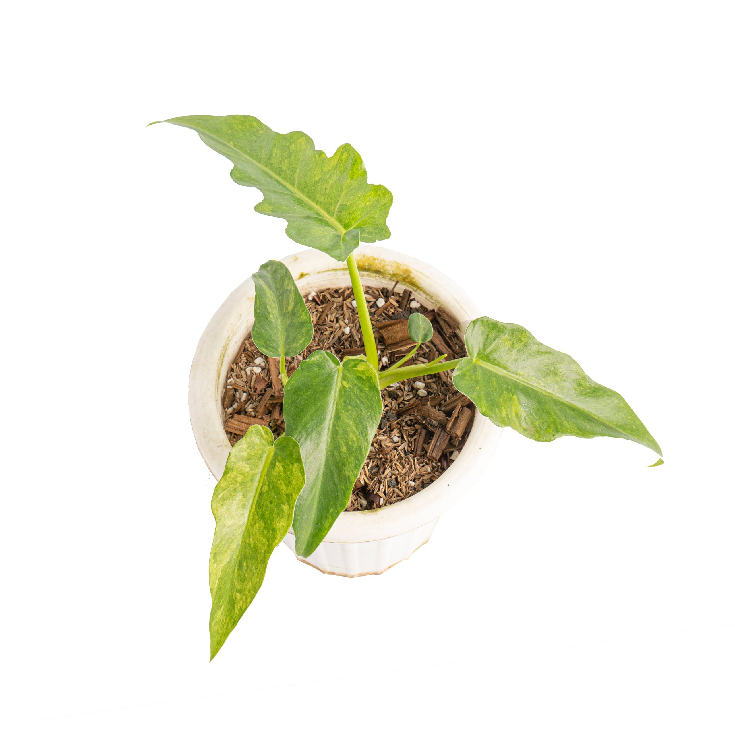 Philodendron bob cee variegated - Image 4