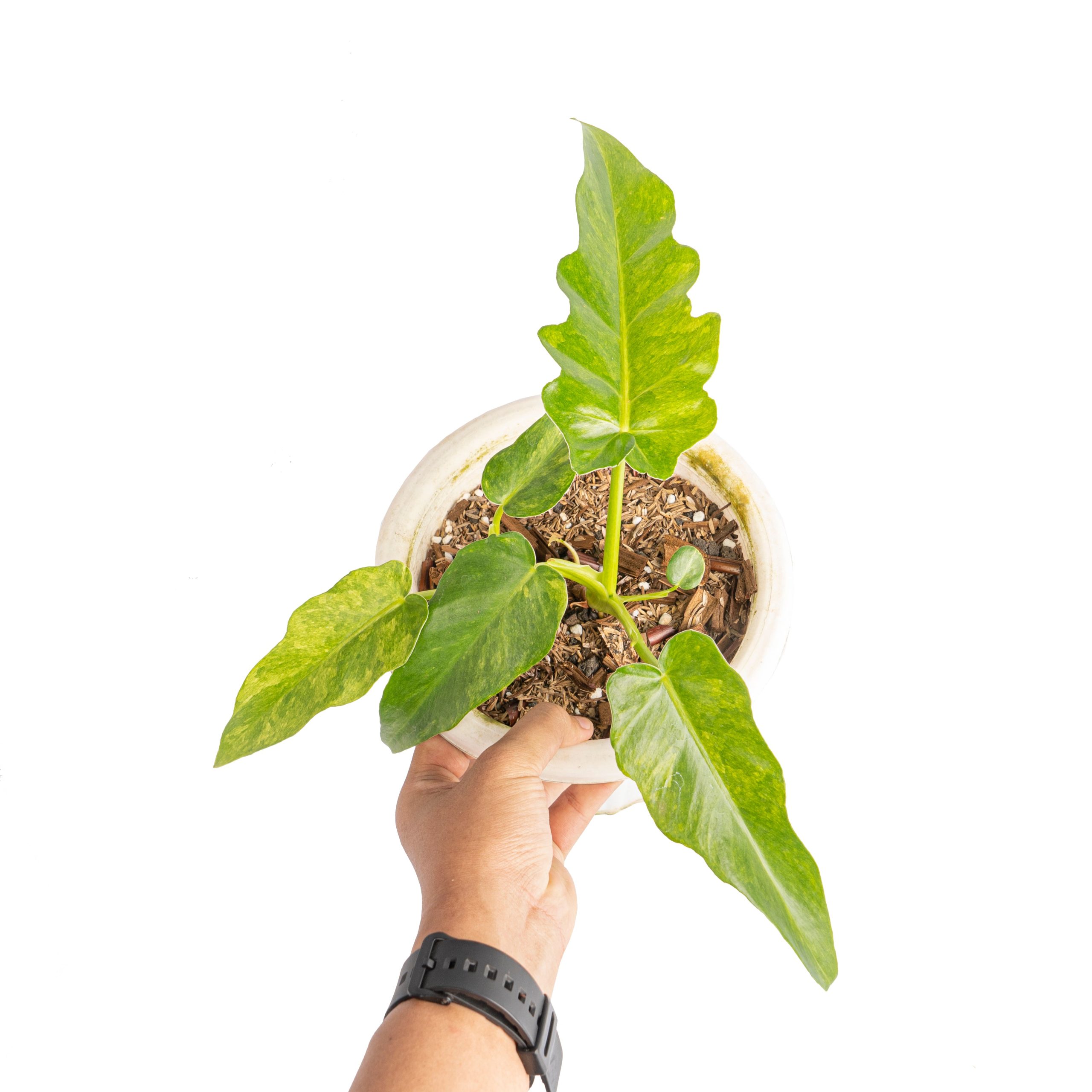 Philodendron bob cee variegated - Image 5