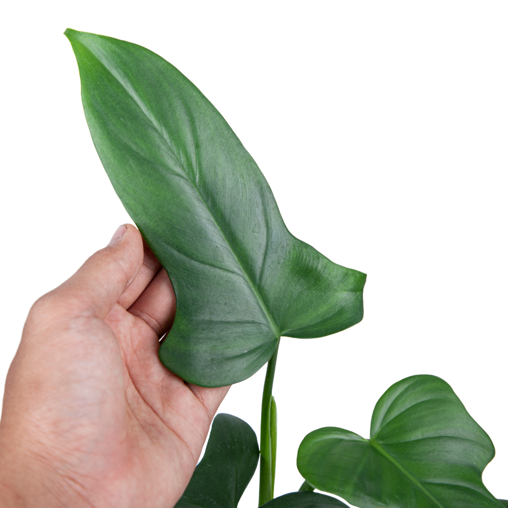 Philodendron Bipennifolium - Image 2