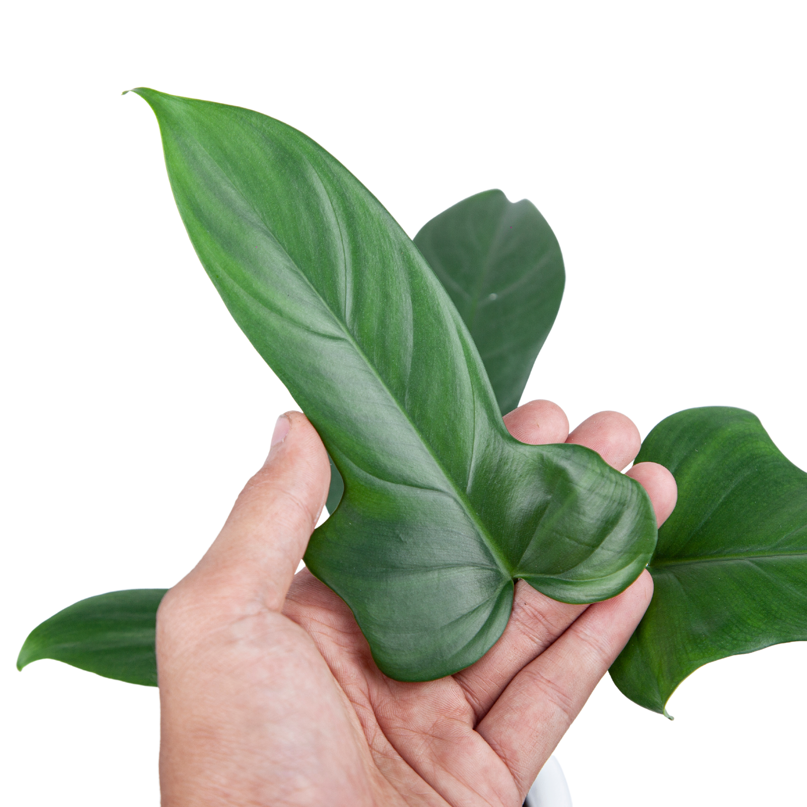 Philodendron Bipennifolium - Image 3