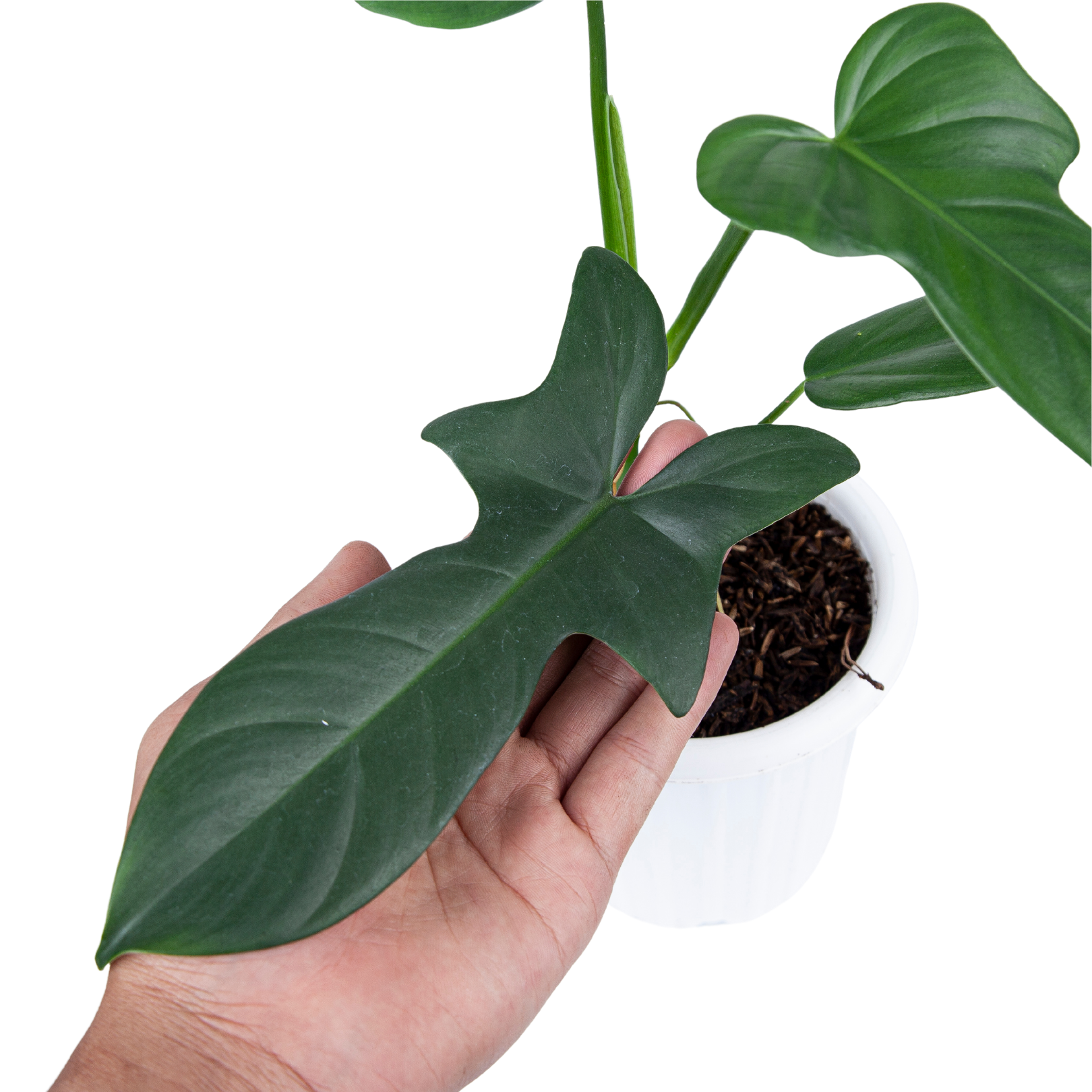 Philodendron Bipennifolium - Image 4