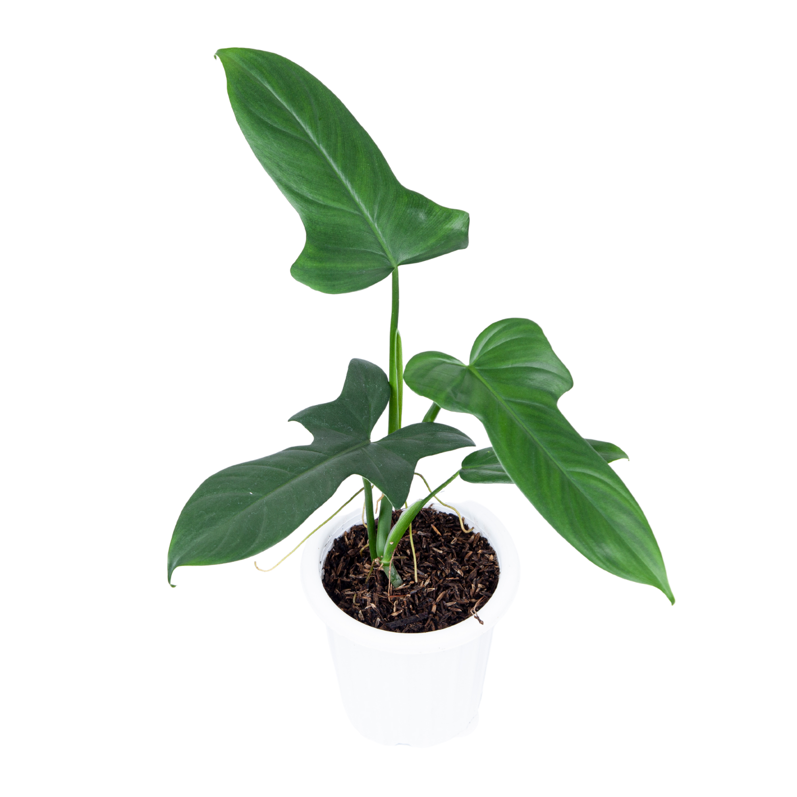 Philodendron Bipennifolium - Image 5