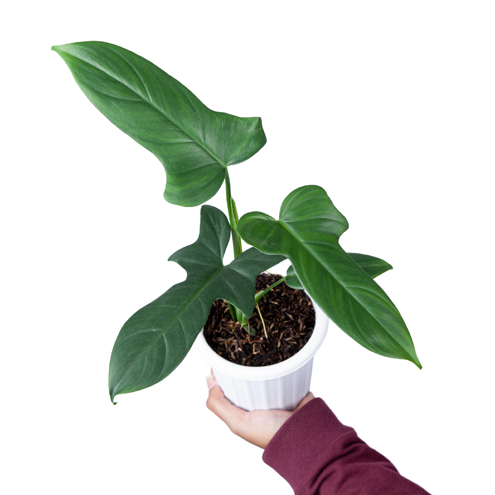 Philodendron Bipennifolium - Image 6