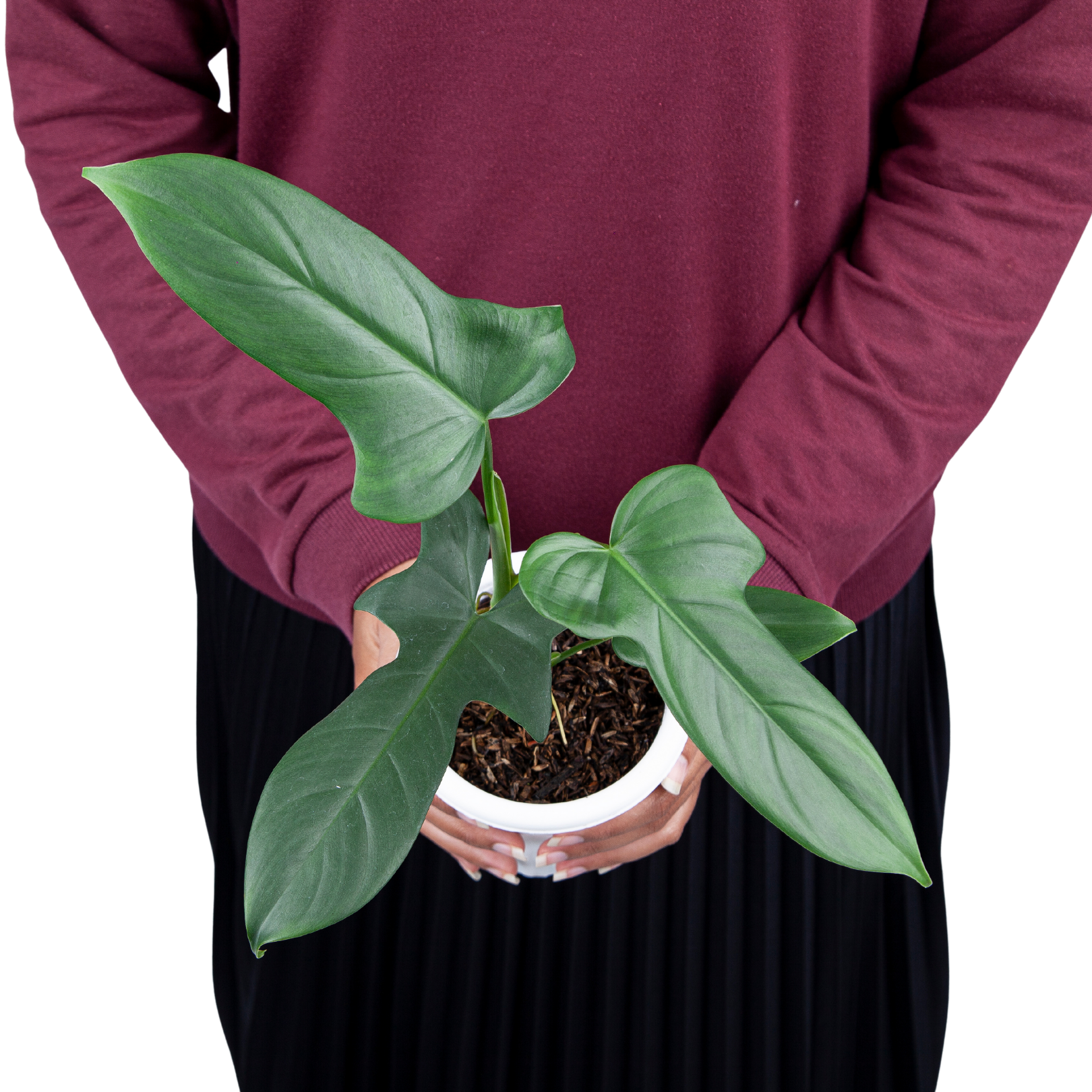 Philodendron Bipennifolium - Image 7