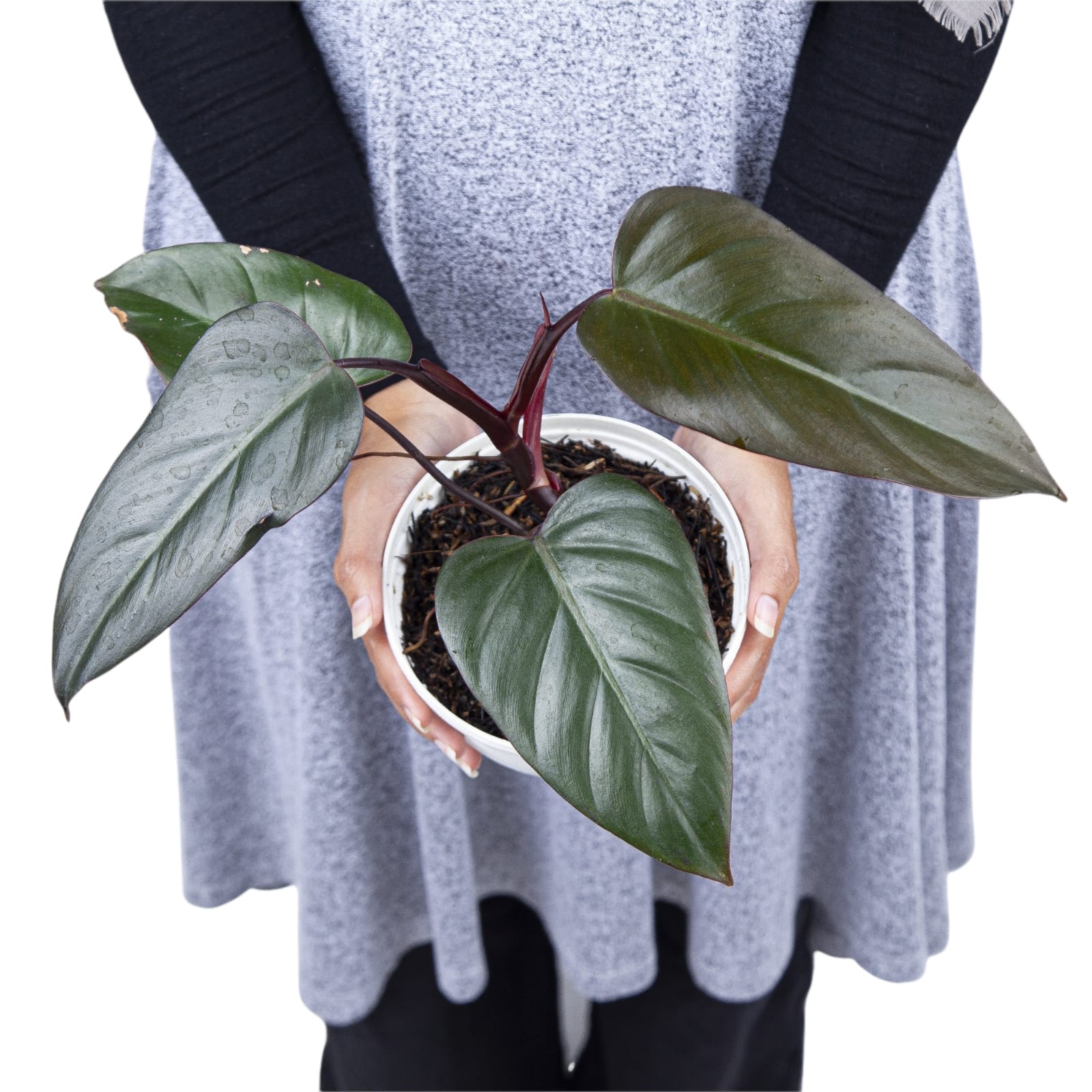 Philodendron Dark Lord - Image 2
