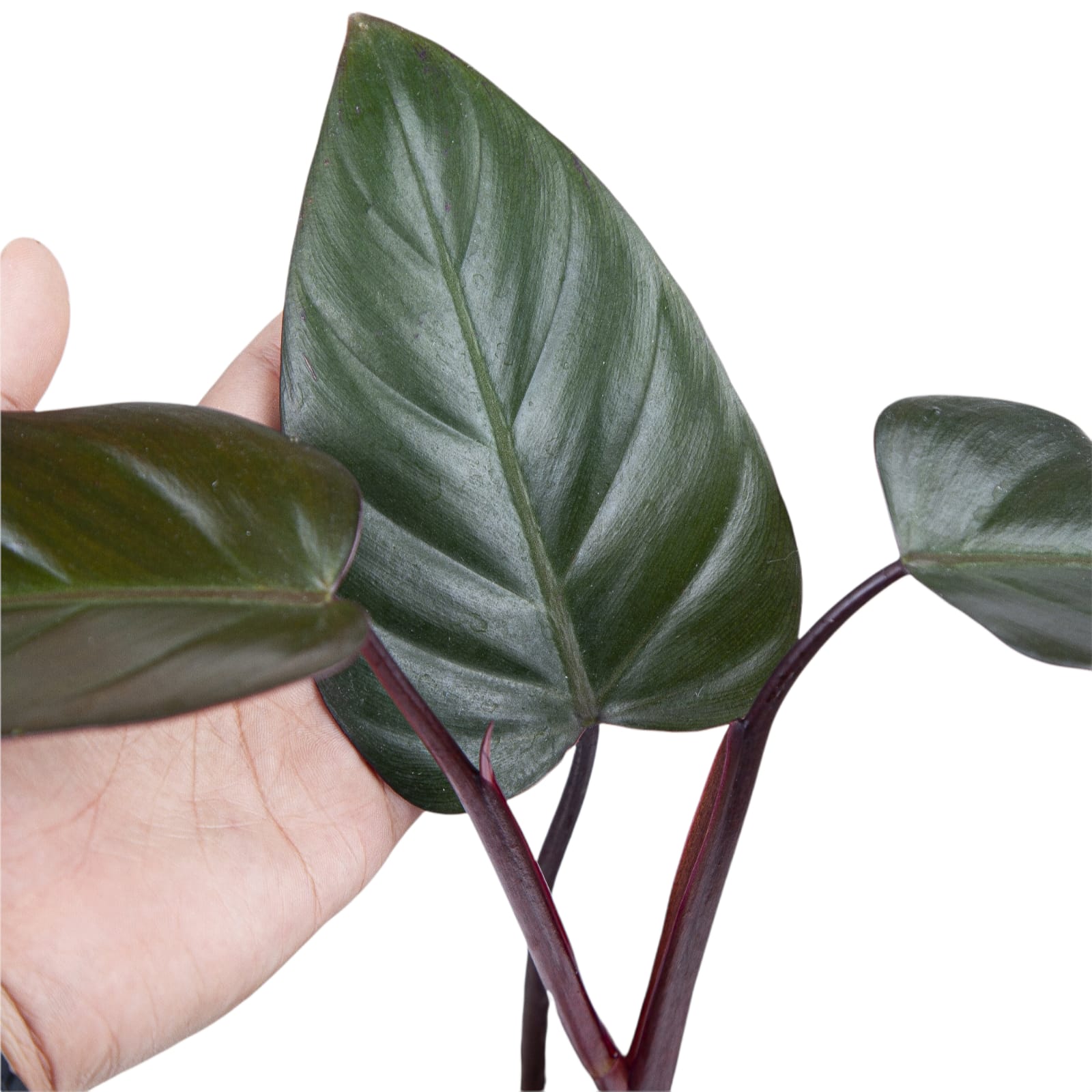 Philodendron Dark Lord - Image 3