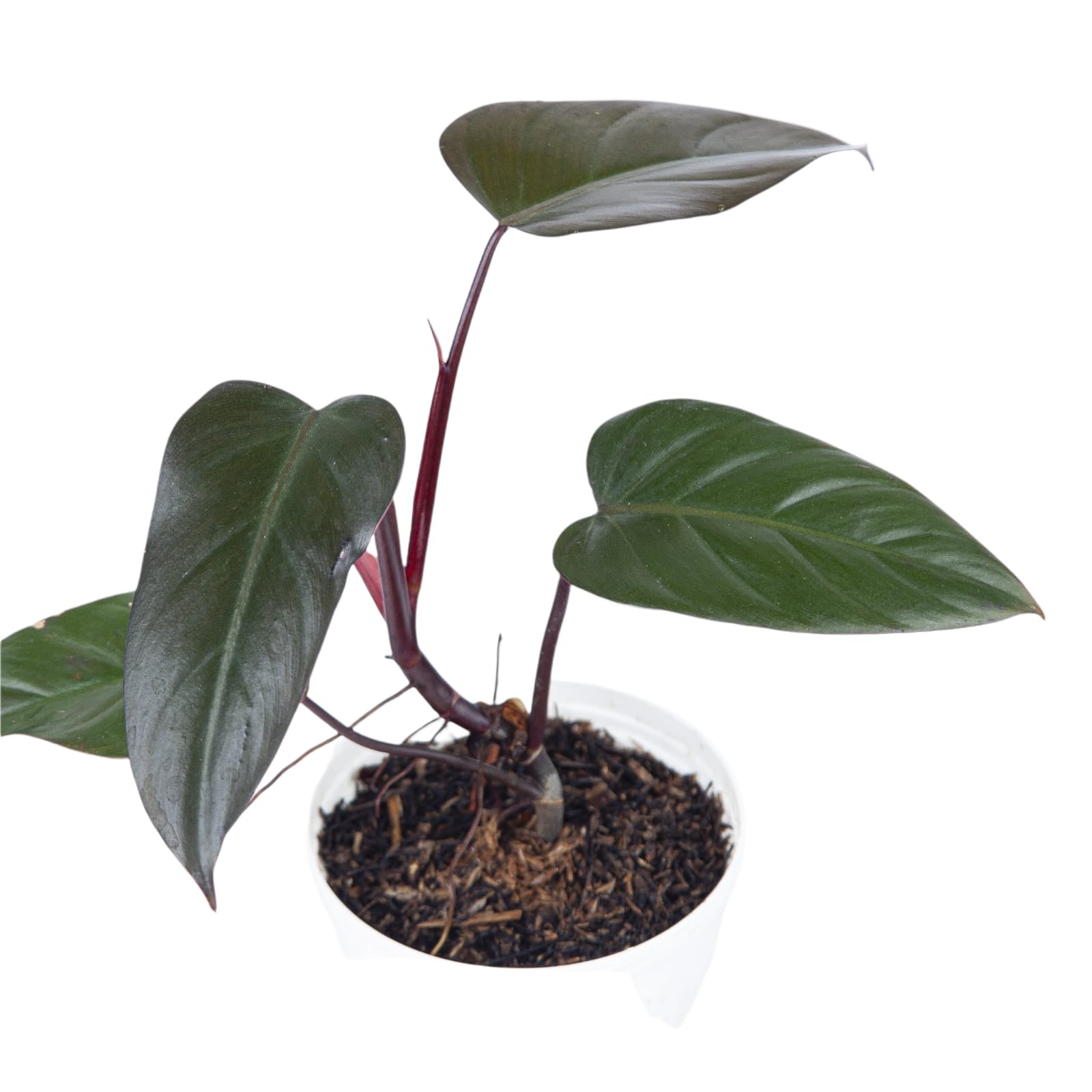 Philodendron Dark Lord - Image 4