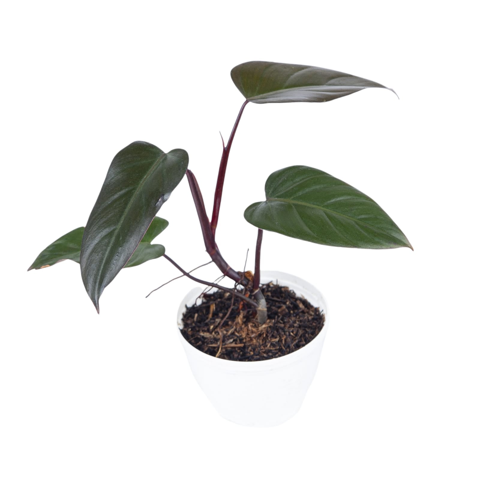 Philodendron Dark Lord - Image 5