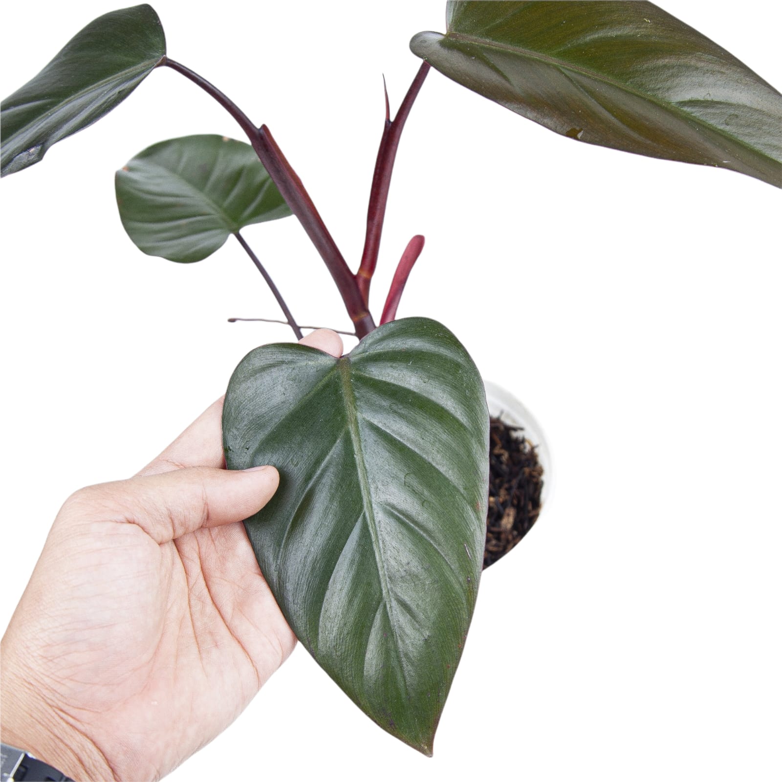 Philodendron Dark Lord - Image 6