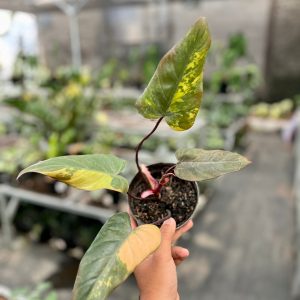 Philodendron Dark lord variegated