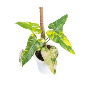 Philodendron domesticum variegated - Mature size