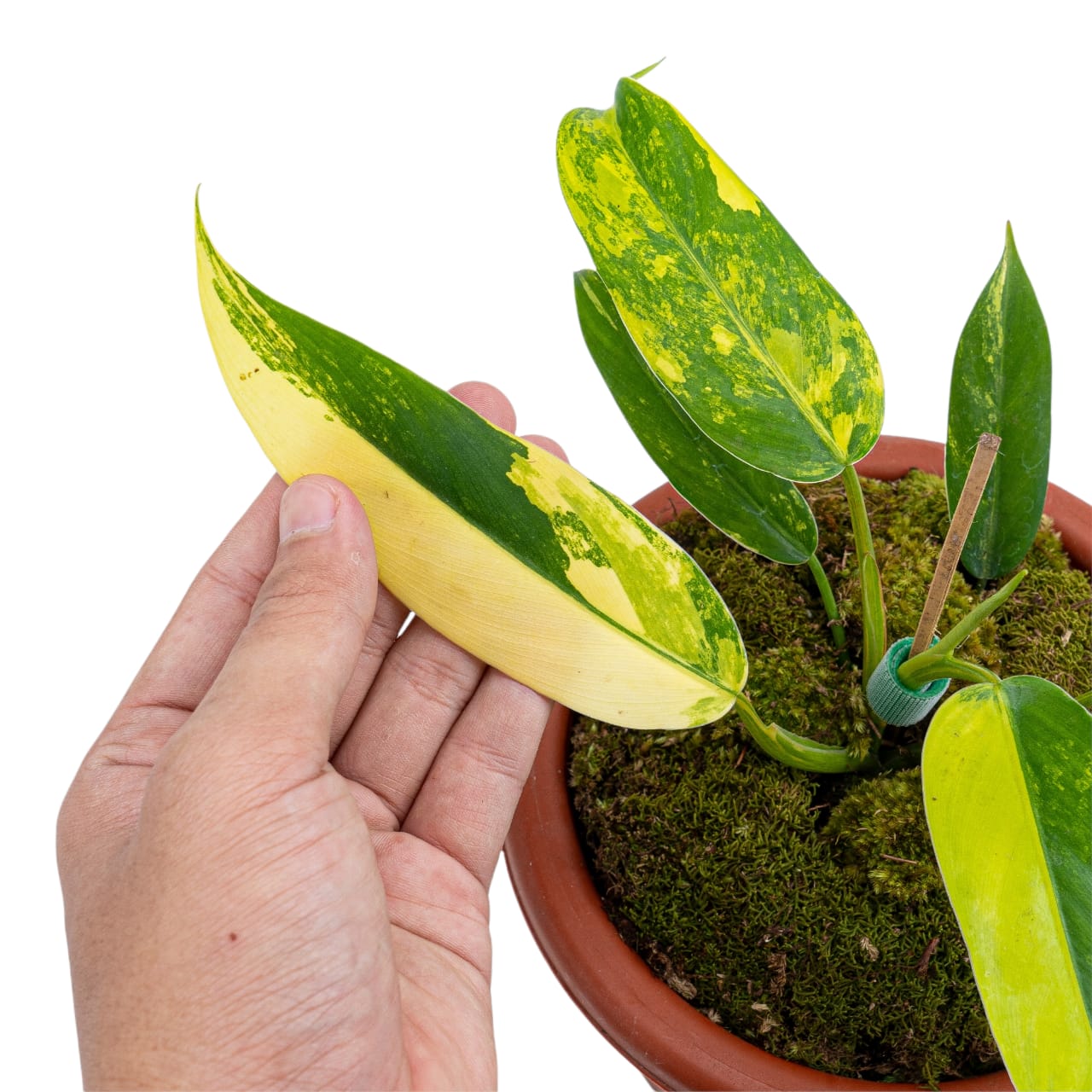 Philodendron Domesticum Variegated - Image 2