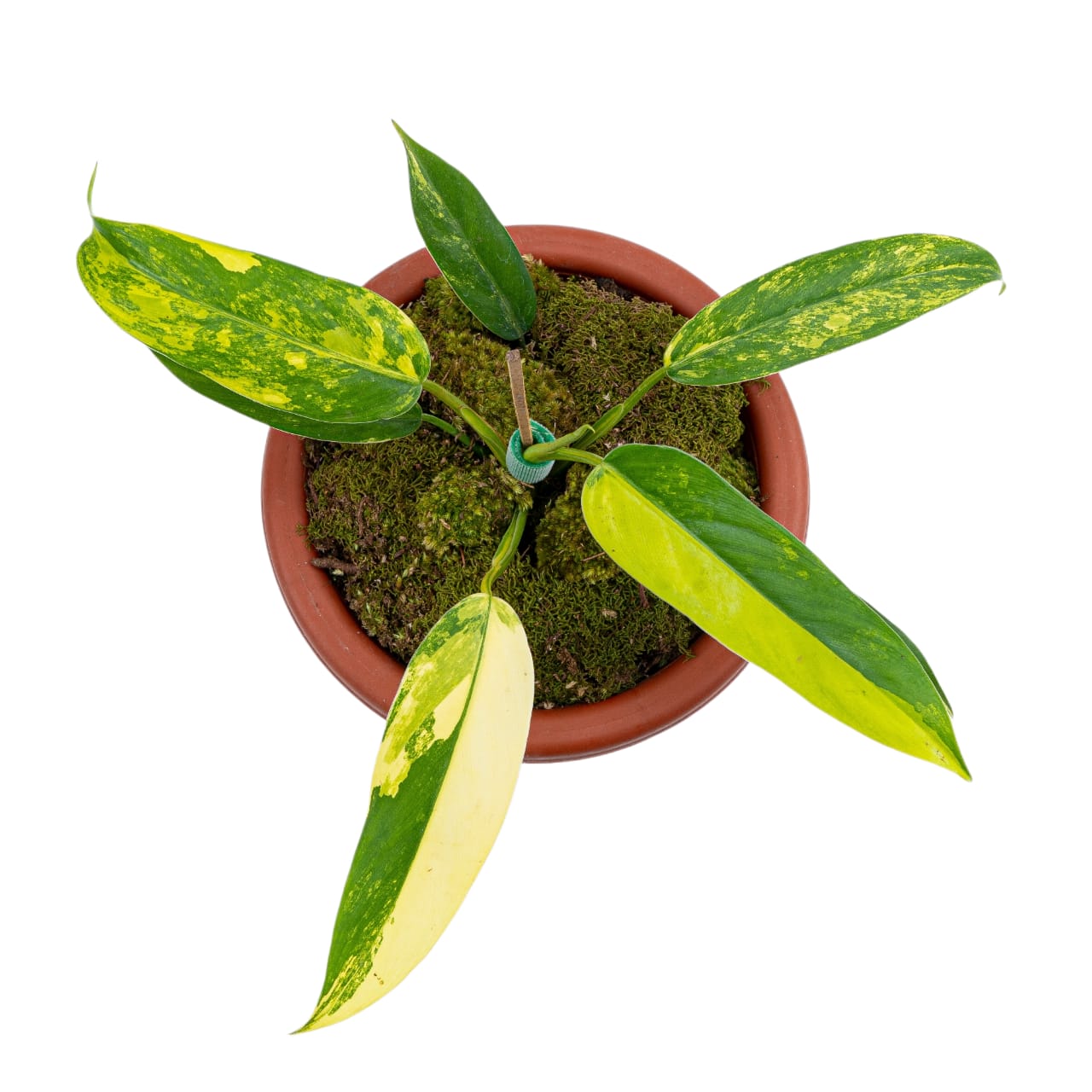 Philodendron Domesticum Variegated - Image 3