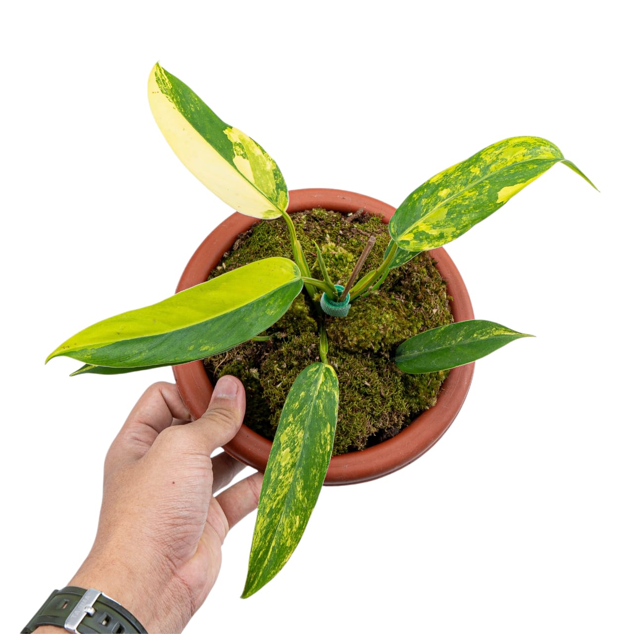 Philodendron Domesticum Variegated - Image 4