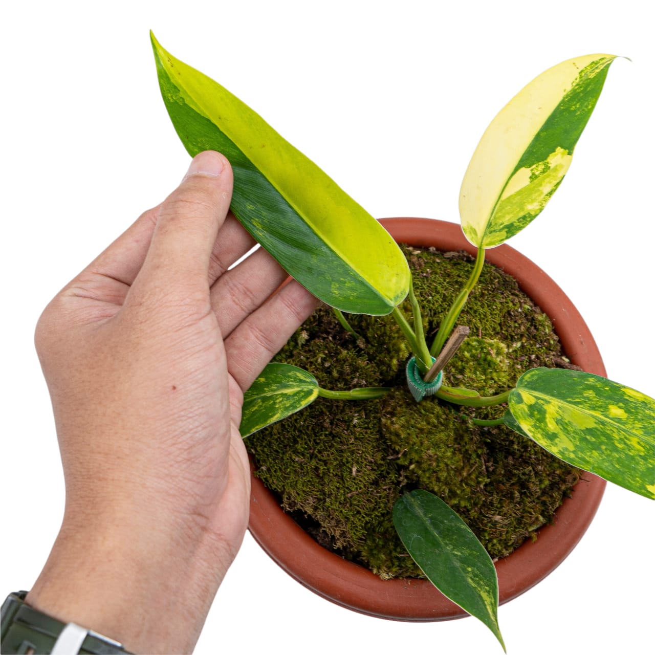 Philodendron Domesticum Variegated - Image 5