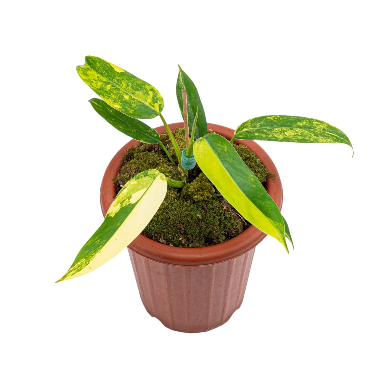 Philodendron Domesticum Variegated - Image 6