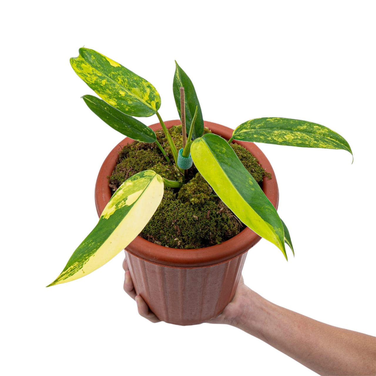 Philodendron Domesticum Variegated - Image 7