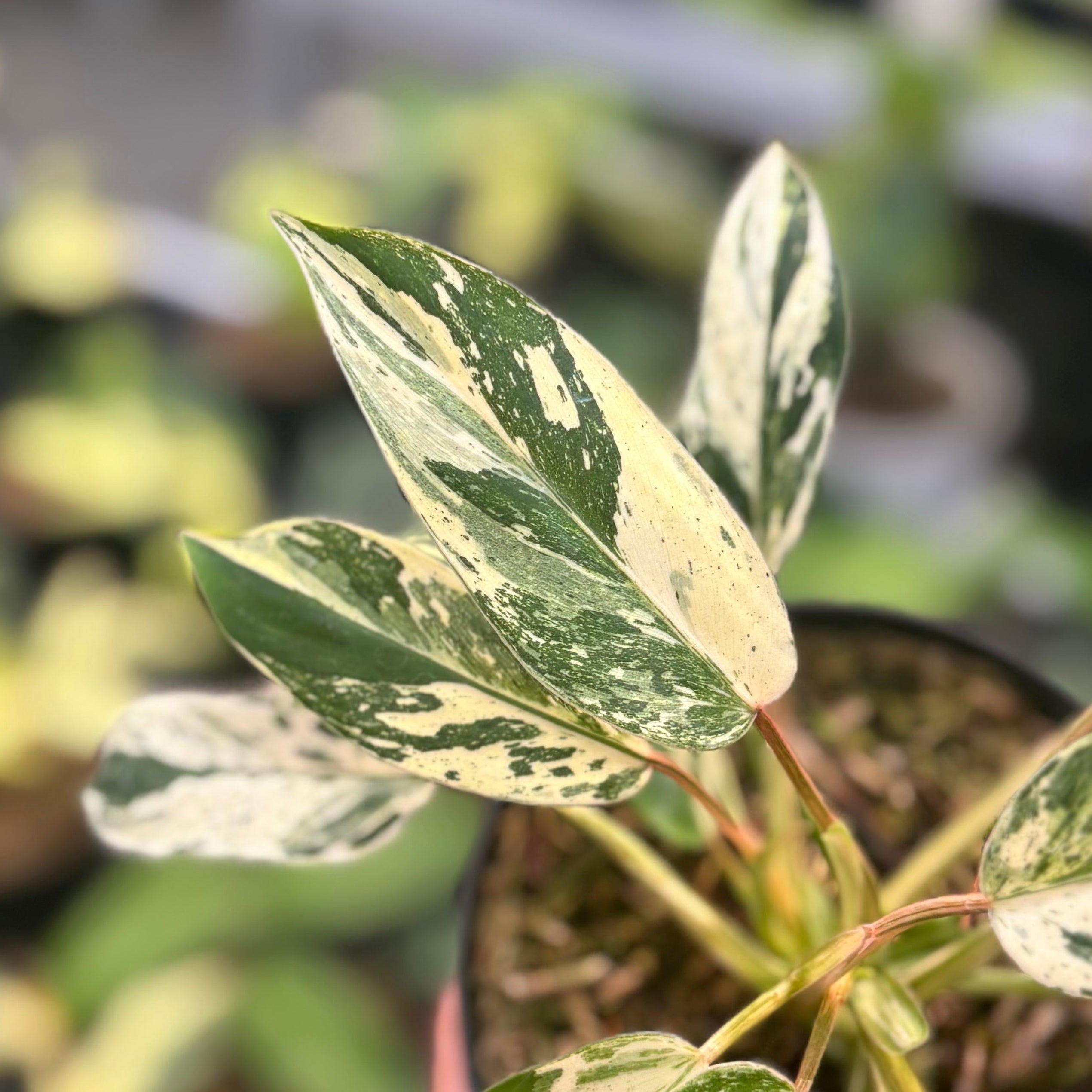 Philodendron Emerald Ice - Image 2