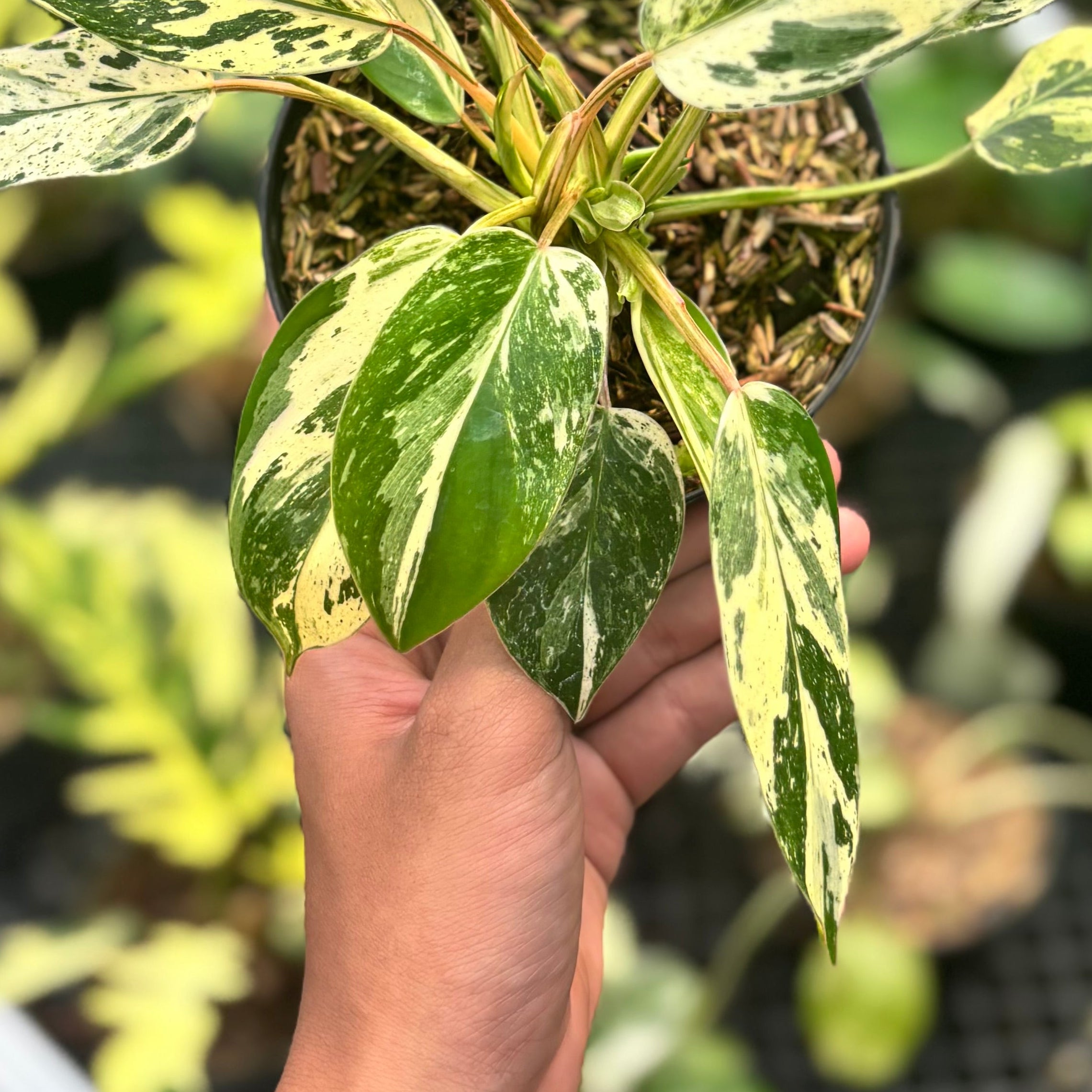 Philodendron Emerald Ice - Image 3