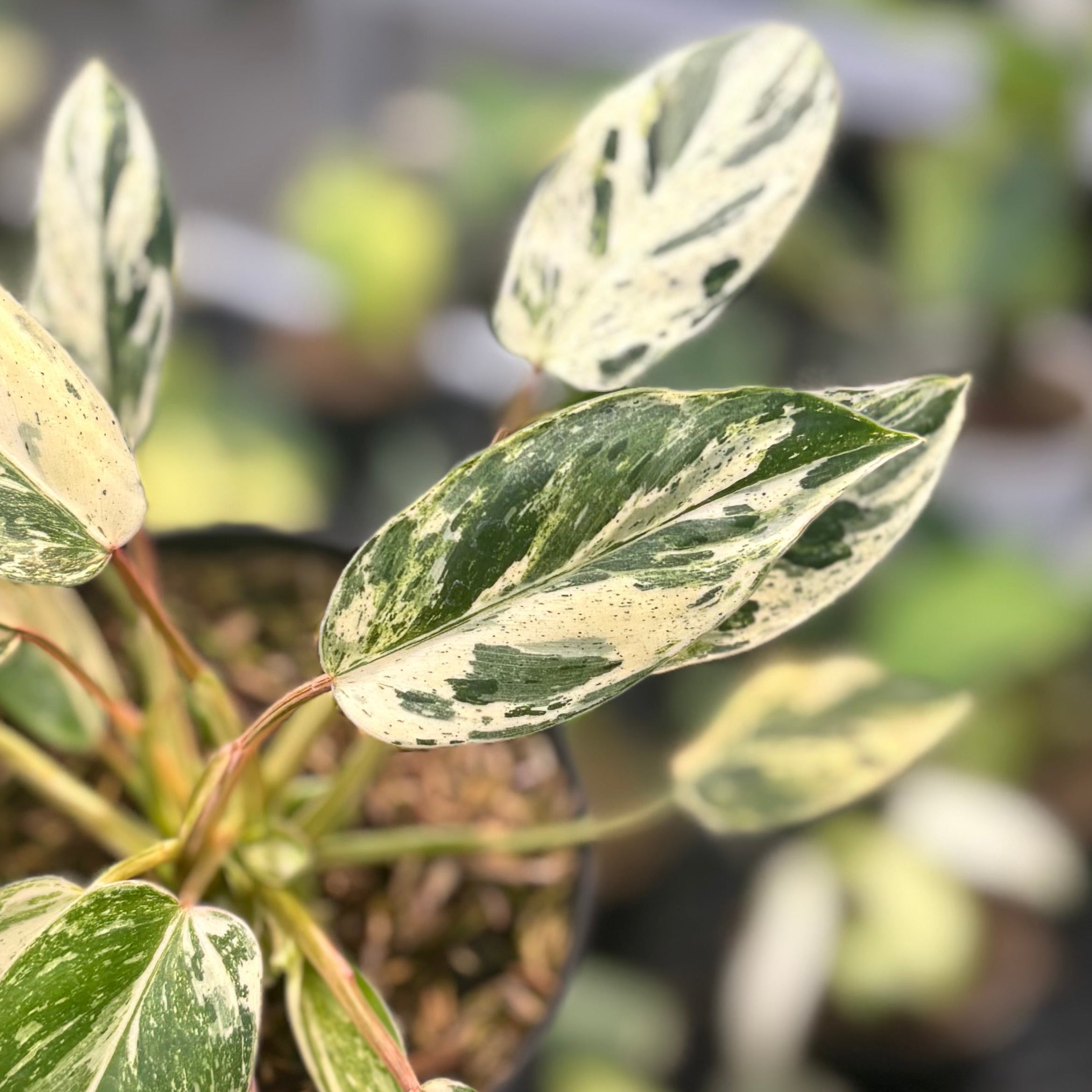 Philodendron Emerald Ice - Image 4