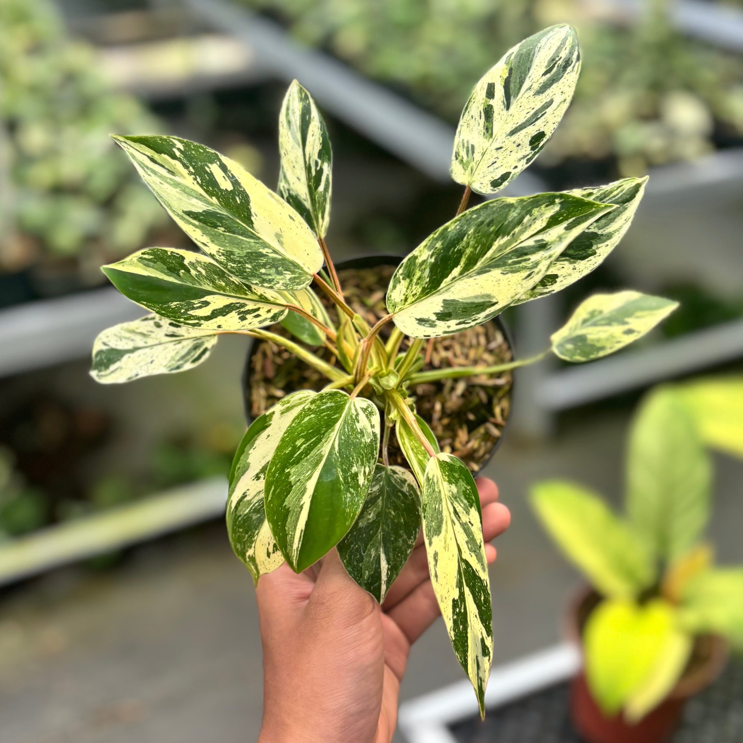 Philodendron Emerald Ice - Image 5