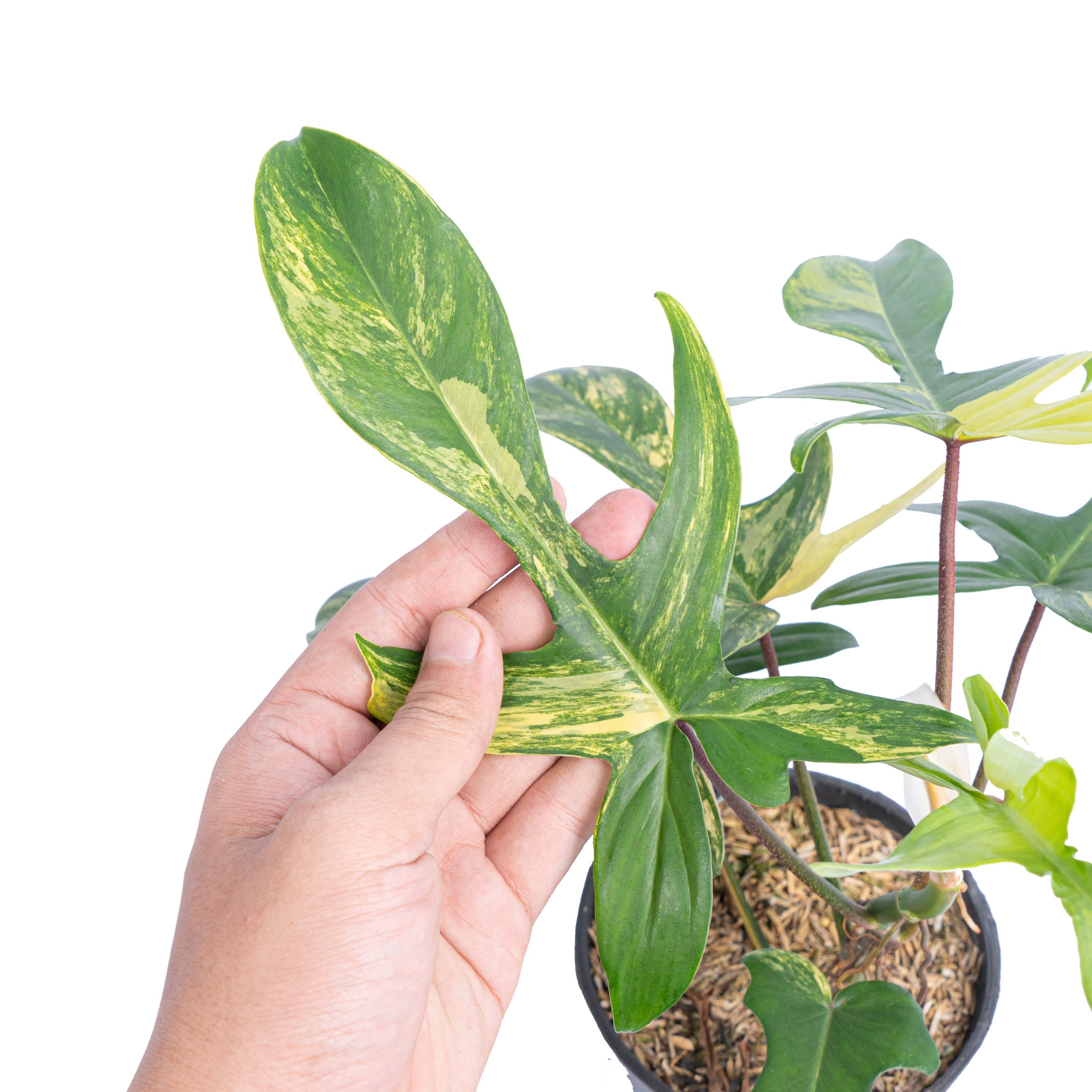 Philodendron florida beauty - Mature size - Image 6