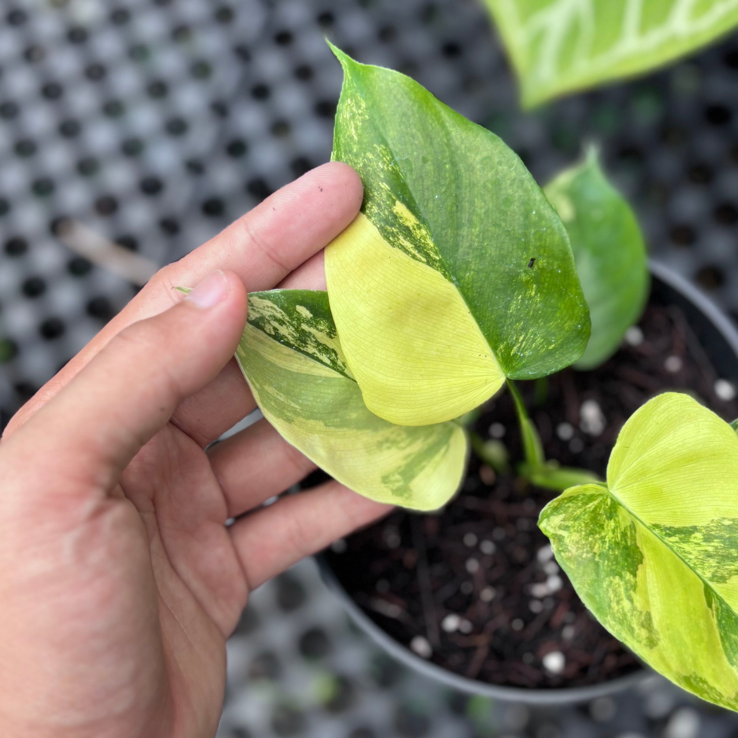 Philodendron Florida Beauty x Lupinum - Image 2
