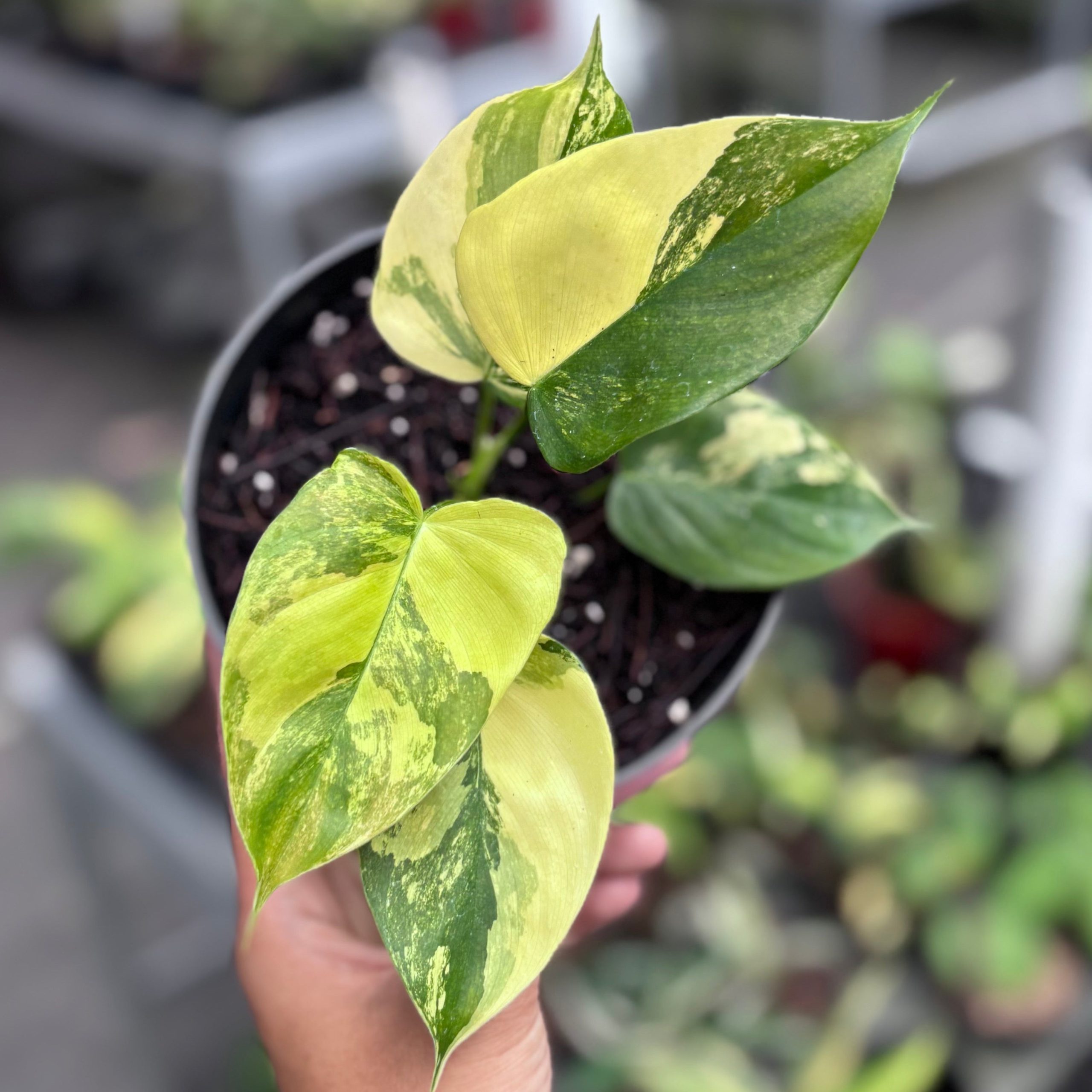 Philodendron Florida Beauty x Lupinum - Image 3