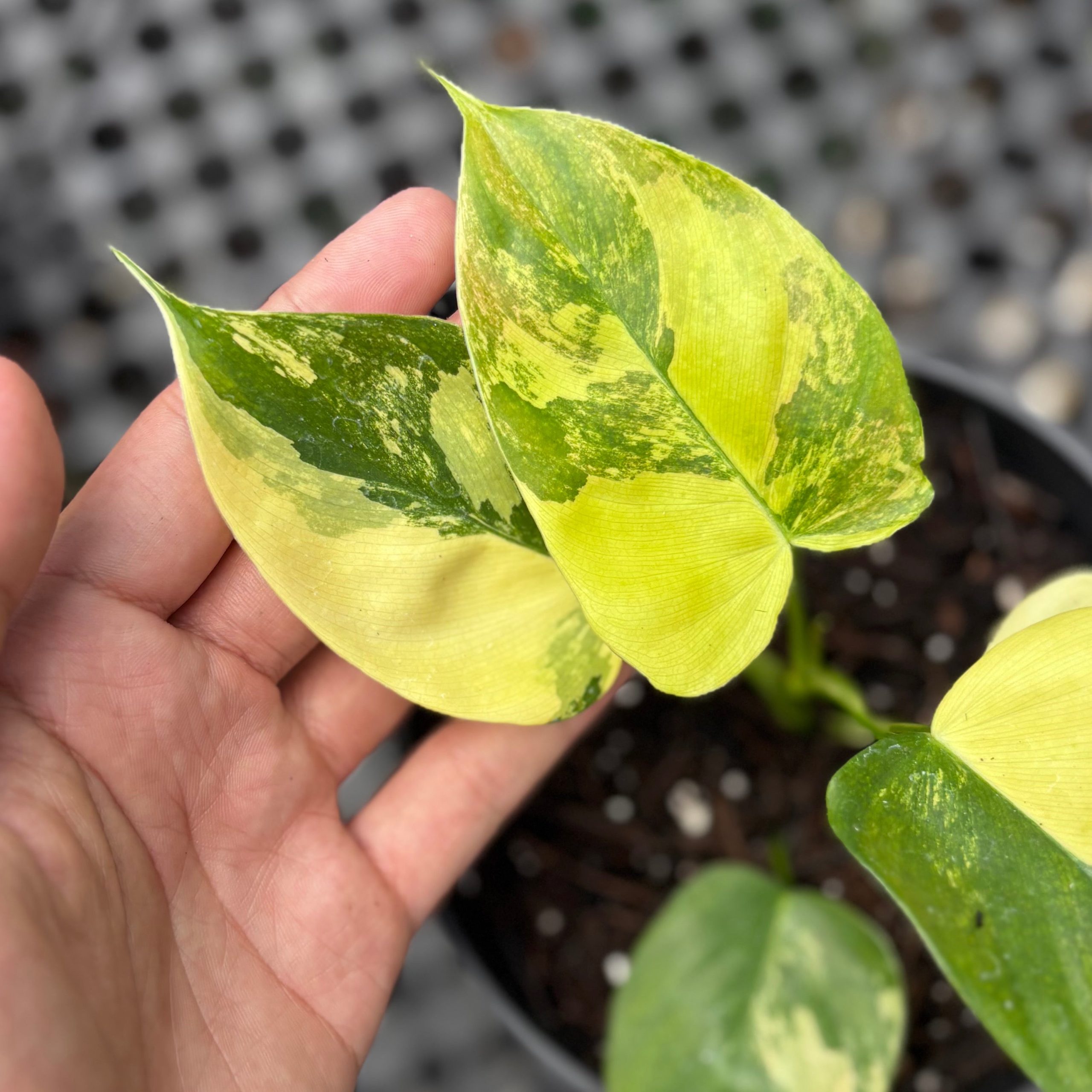 Philodendron Florida Beauty x Lupinum - Image 4