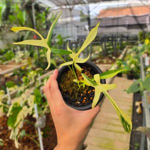 Philodendron Florida Beauty x Polypodioides Variegated
