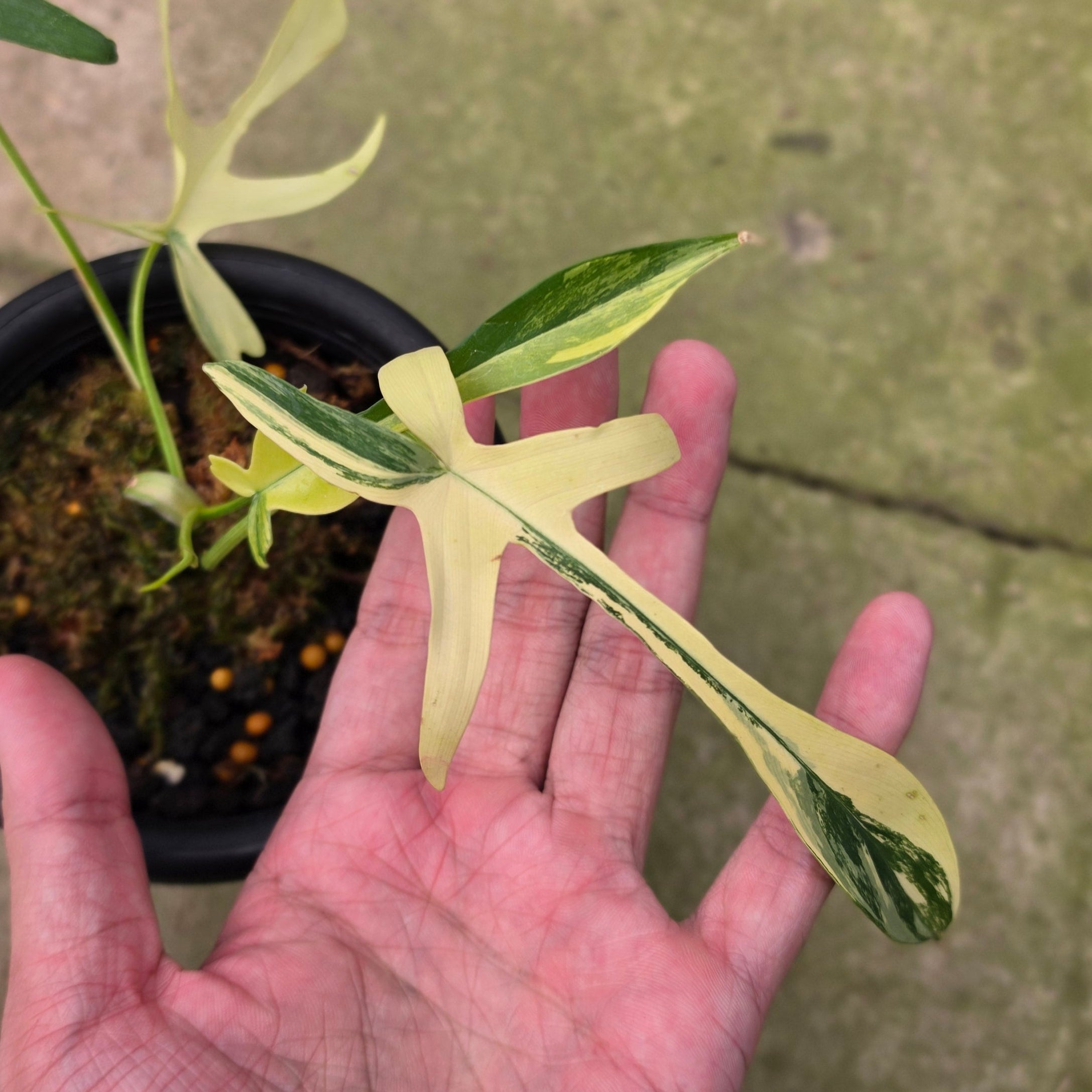 Philodendron Florida Beauty x Polypodioides Variegated - Image 2