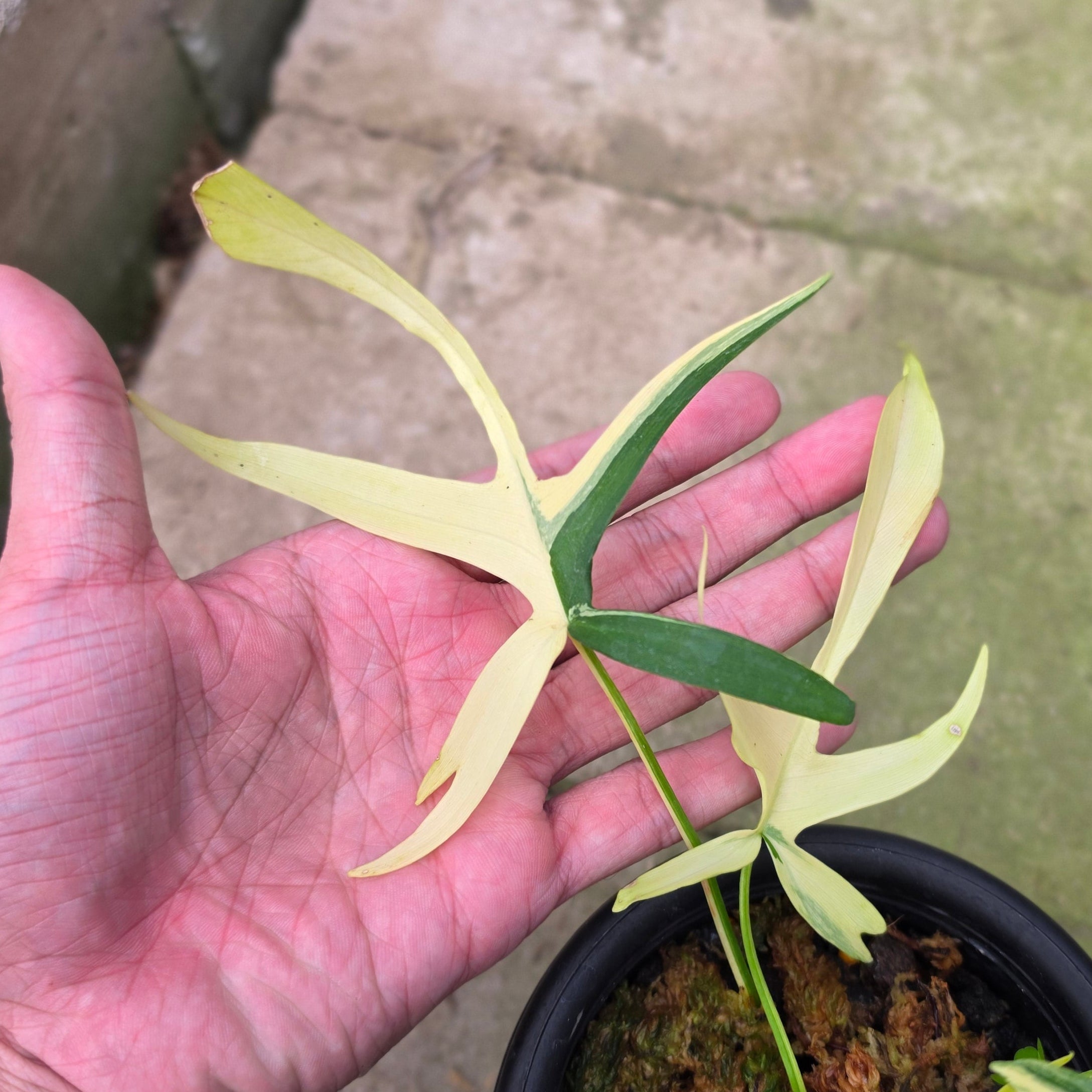 Philodendron Florida Beauty x Polypodioides Variegated - Image 3