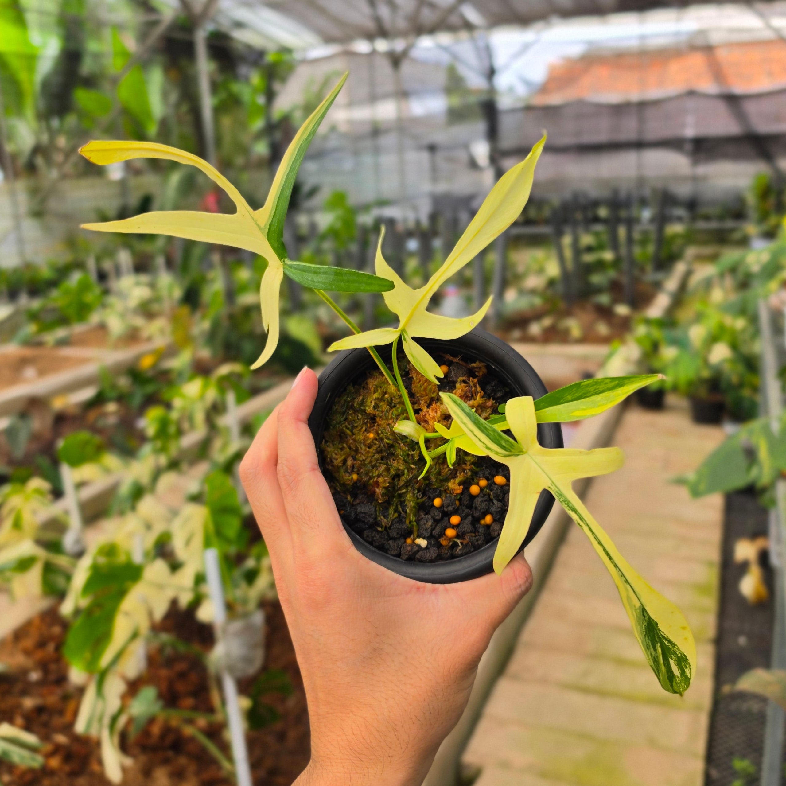 Philodendron Florida Beauty x Polypodioides Variegated - Image 4