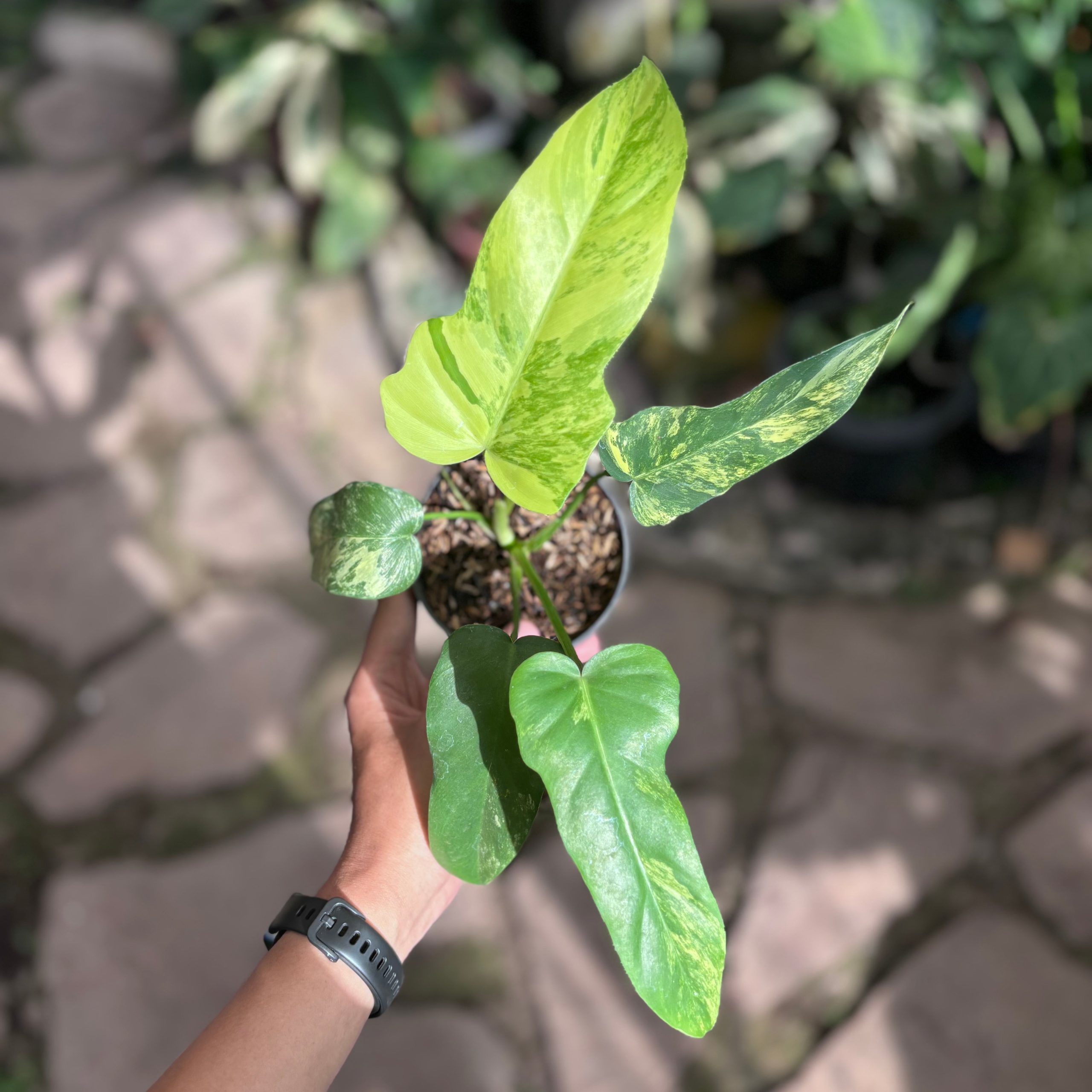 Philodendron florida beauty x radiatum - Image 2
