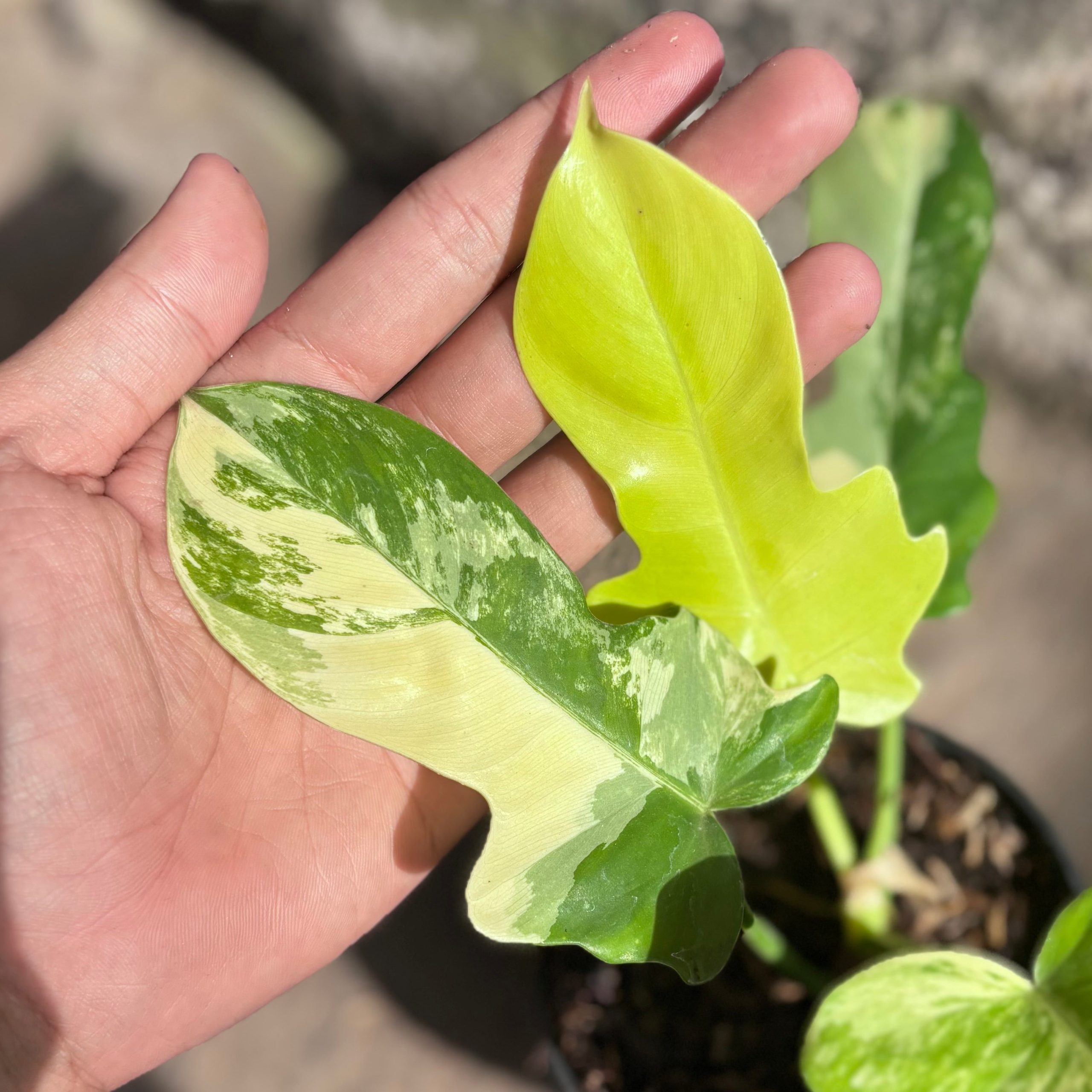 Philodendron florida beauty x radiatum - Image 3