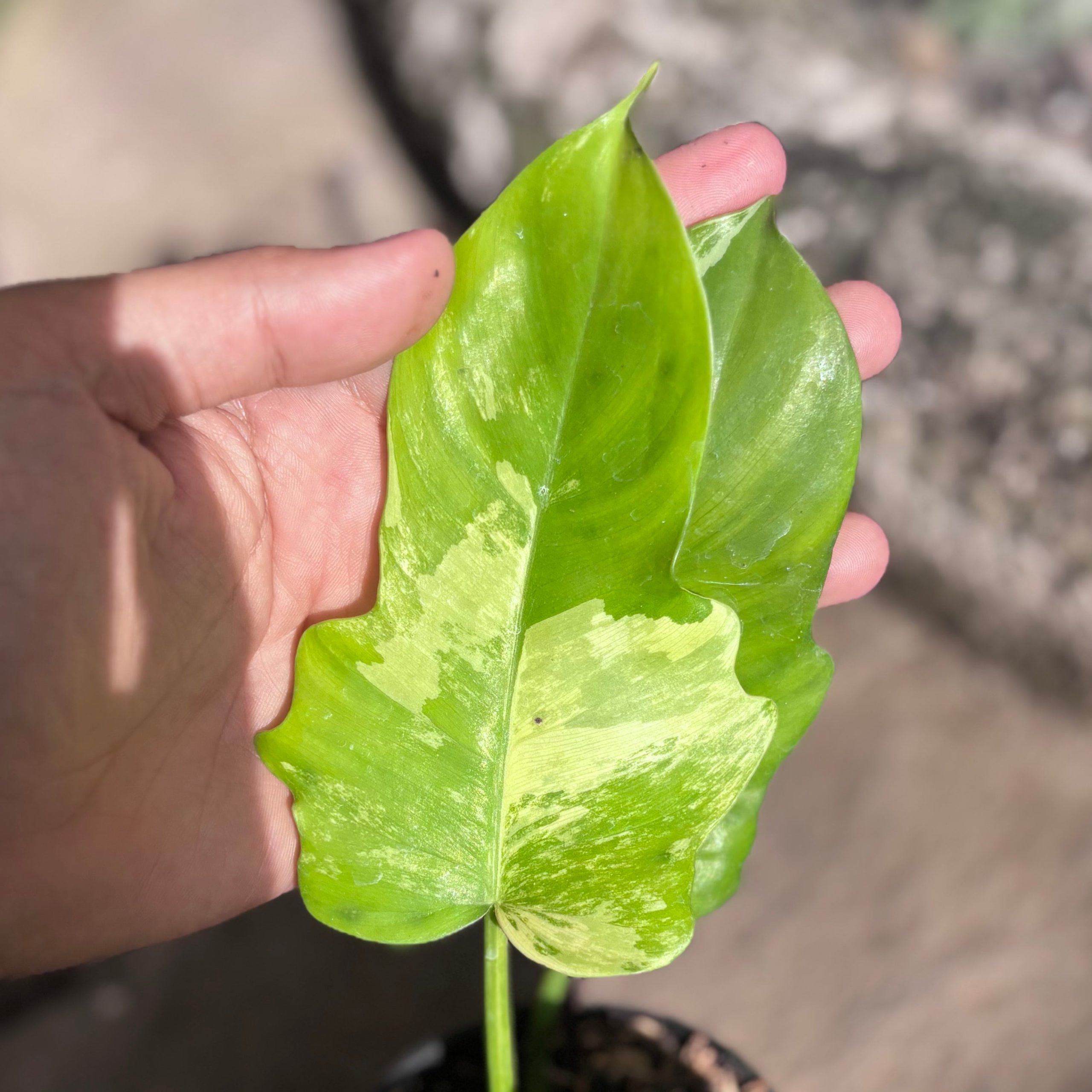 Philodendron florida beauty x radiatum - Image 4