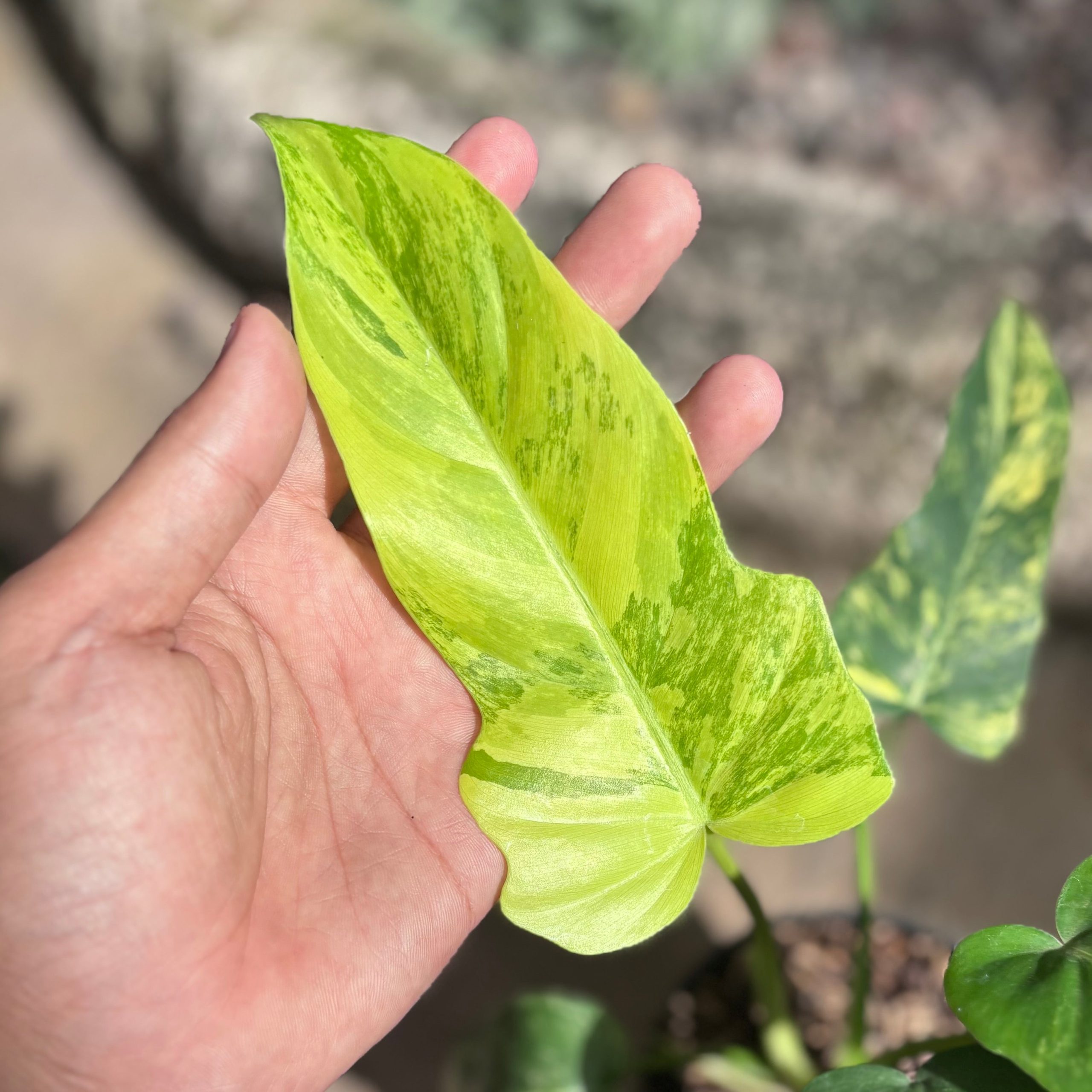 Philodendron florida beauty x radiatum - Image 5