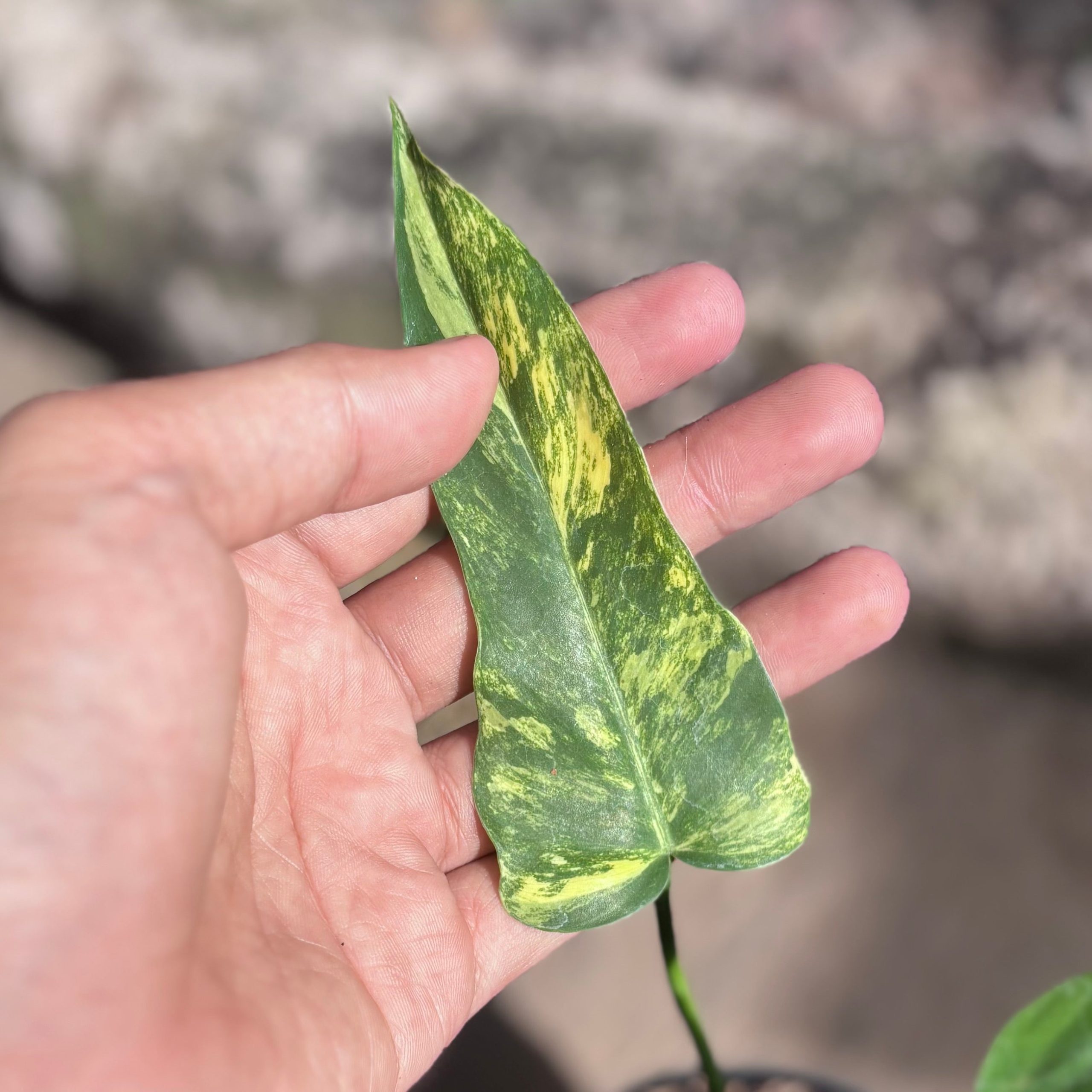 Philodendron florida beauty x radiatum - Image 6