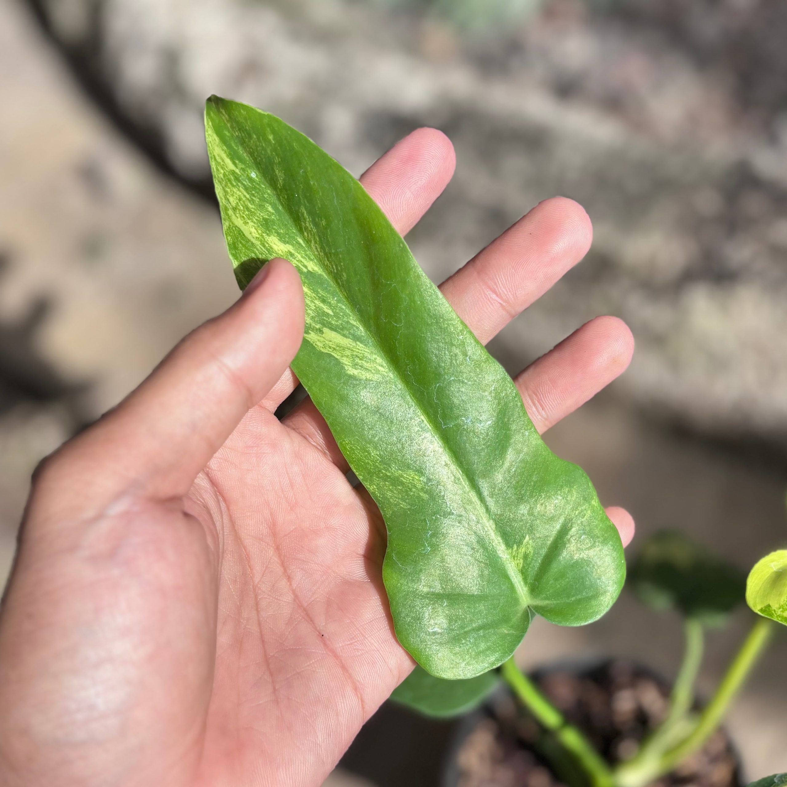 Philodendron florida beauty x radiatum - Image 7