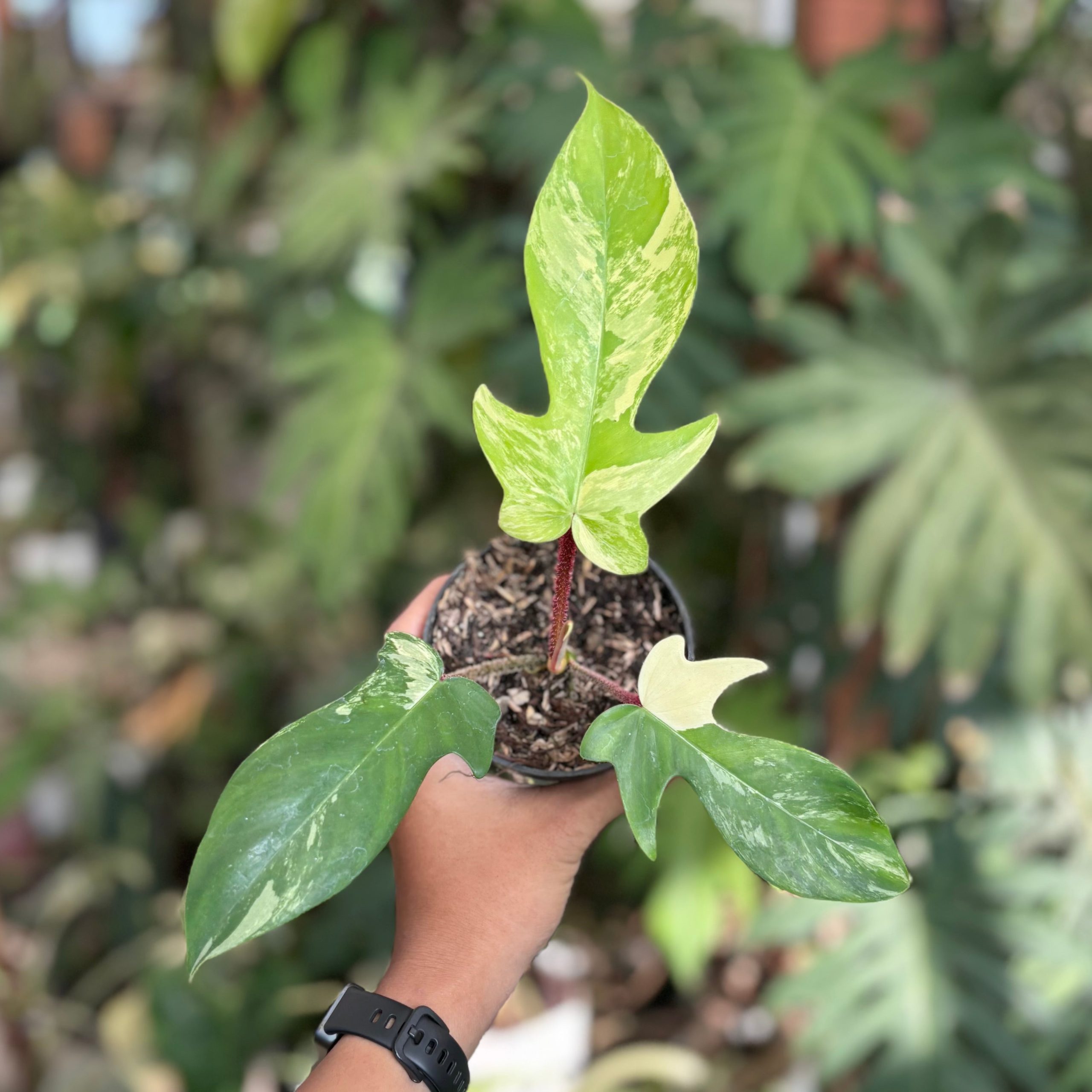 Philodendron florida beauty x squamiferum