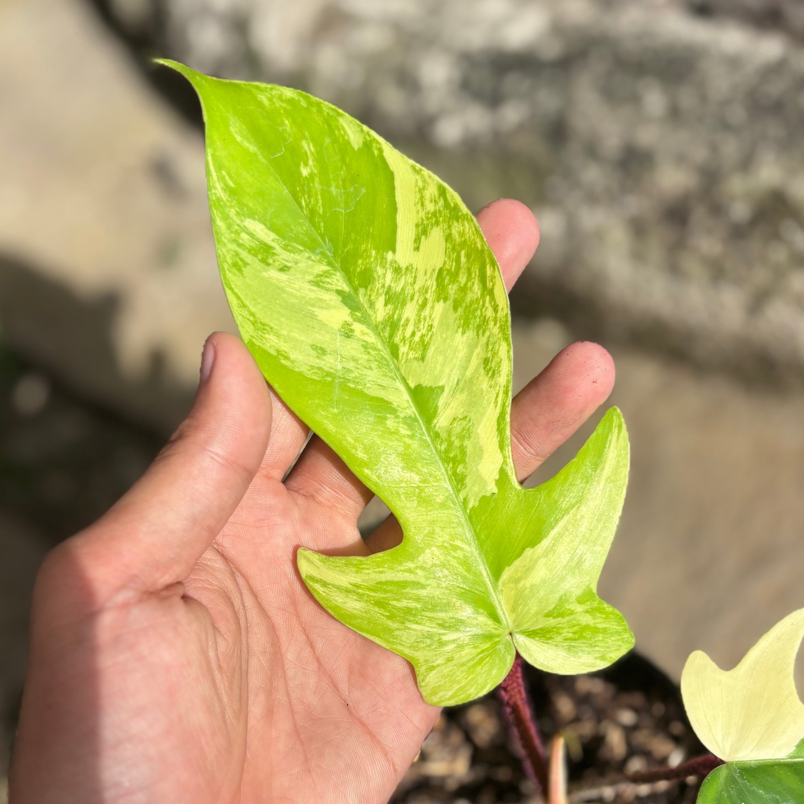 Philodendron florida beauty x squamiferum - Image 2