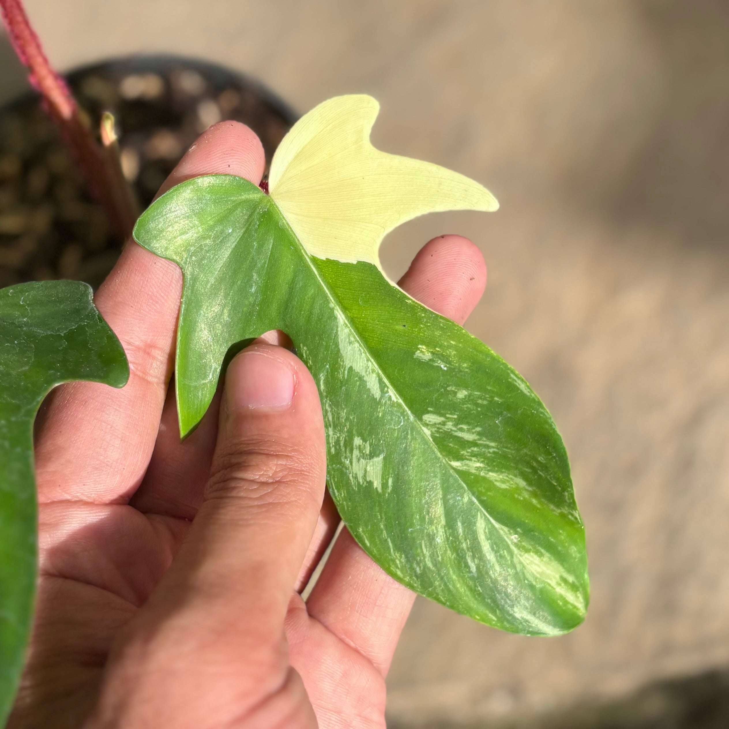 Philodendron florida beauty x squamiferum - Image 3