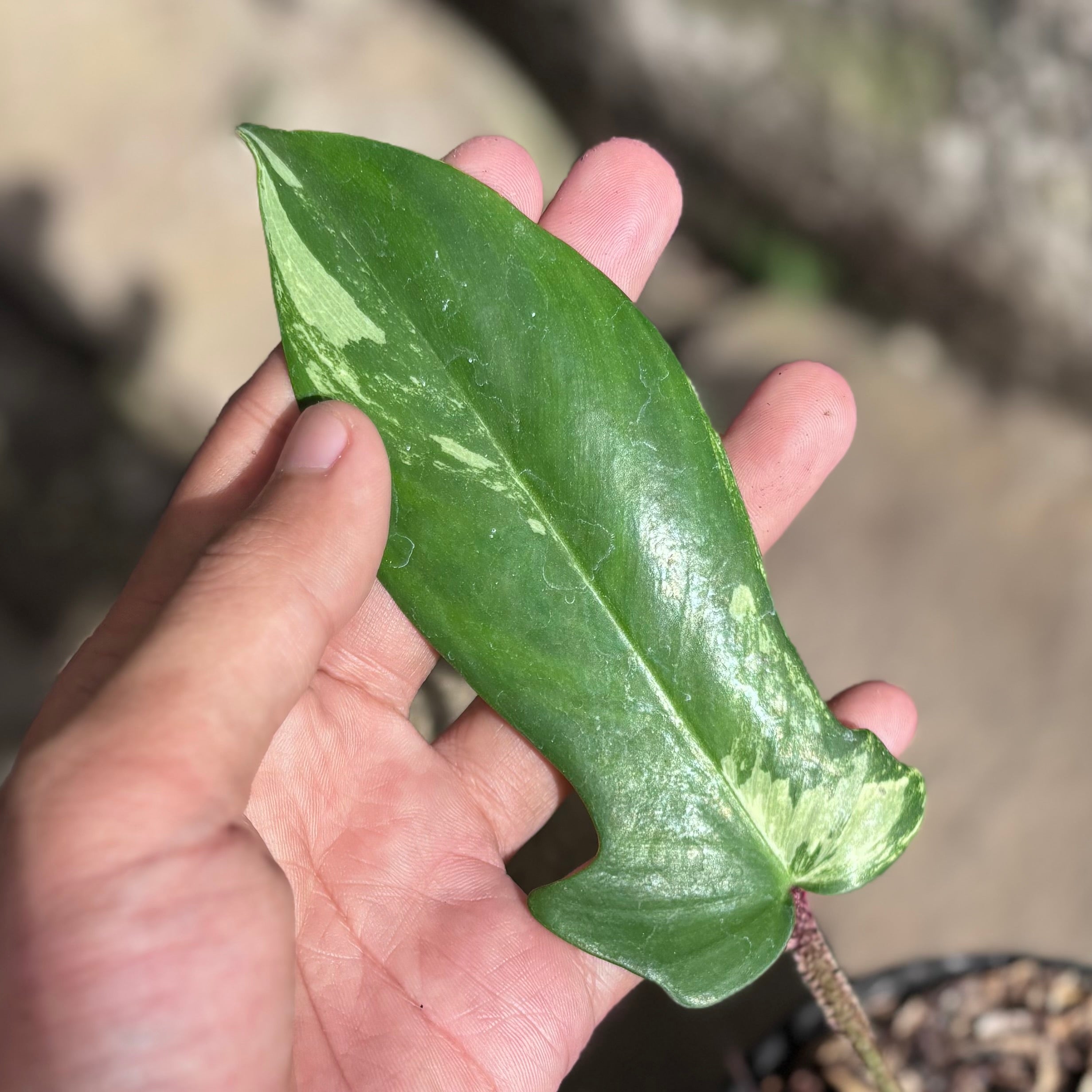 Philodendron florida beauty x squamiferum - Image 4