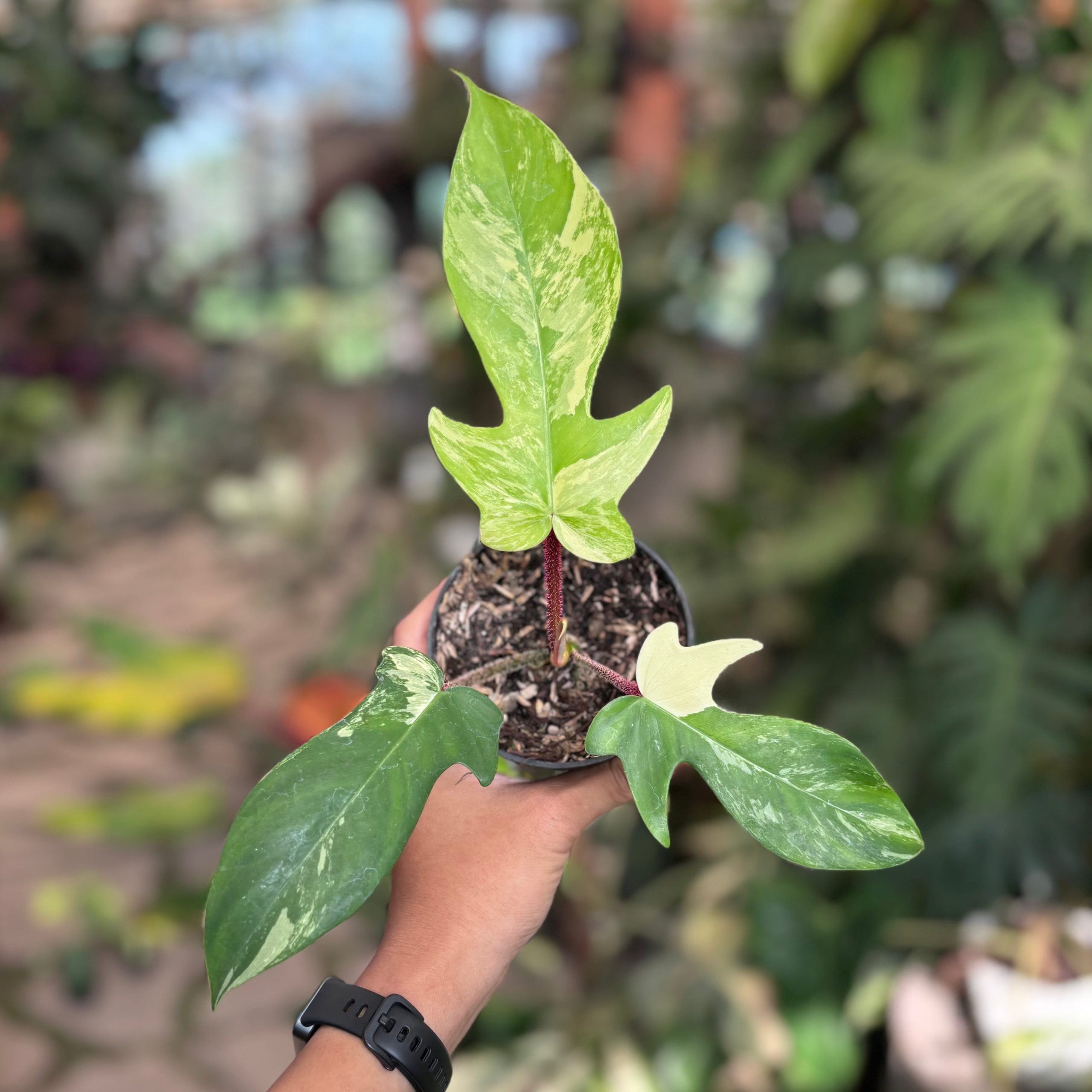 Philodendron florida beauty x squamiferum - Image 5