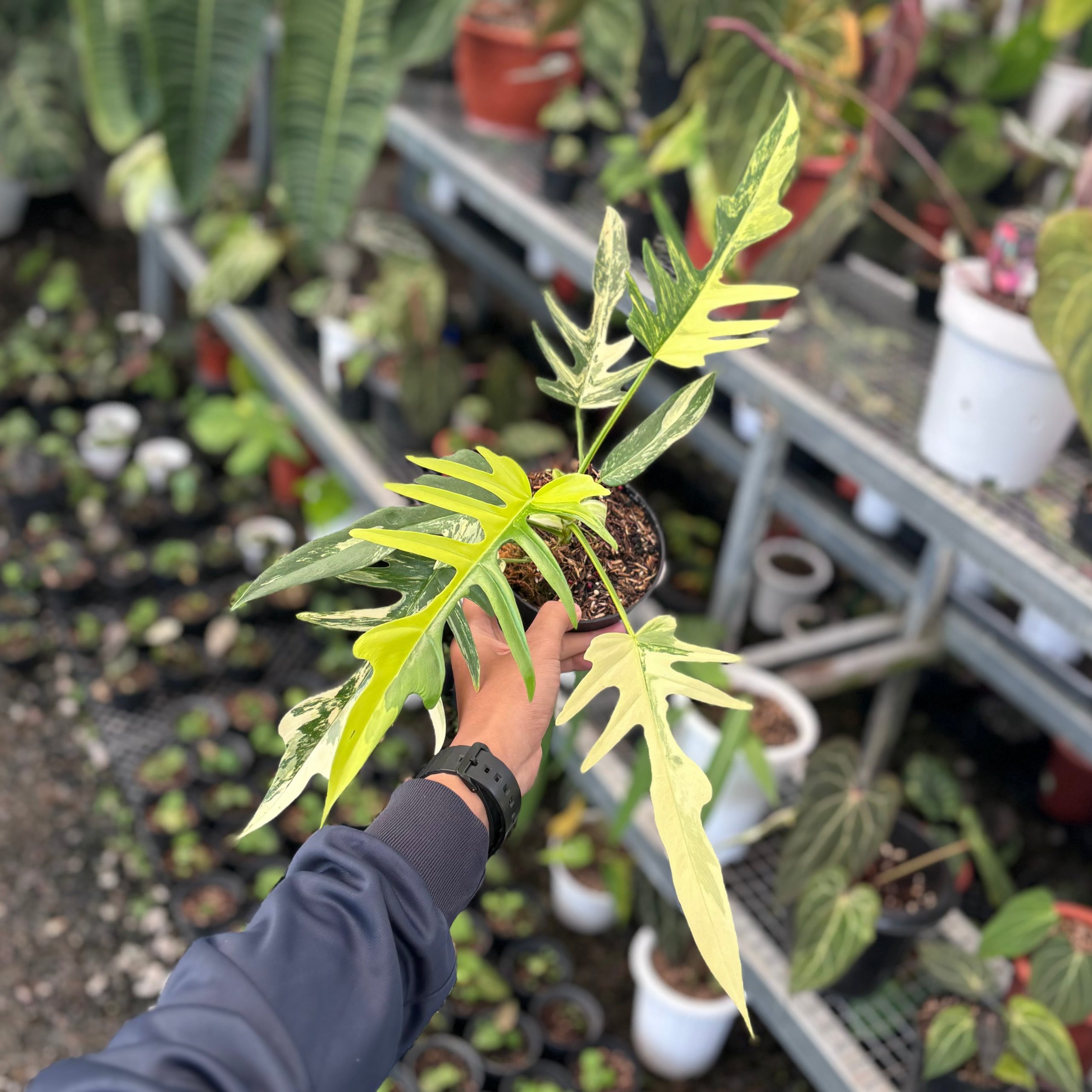 Philodendron florida beauty x tortum - Mature size - Image 2