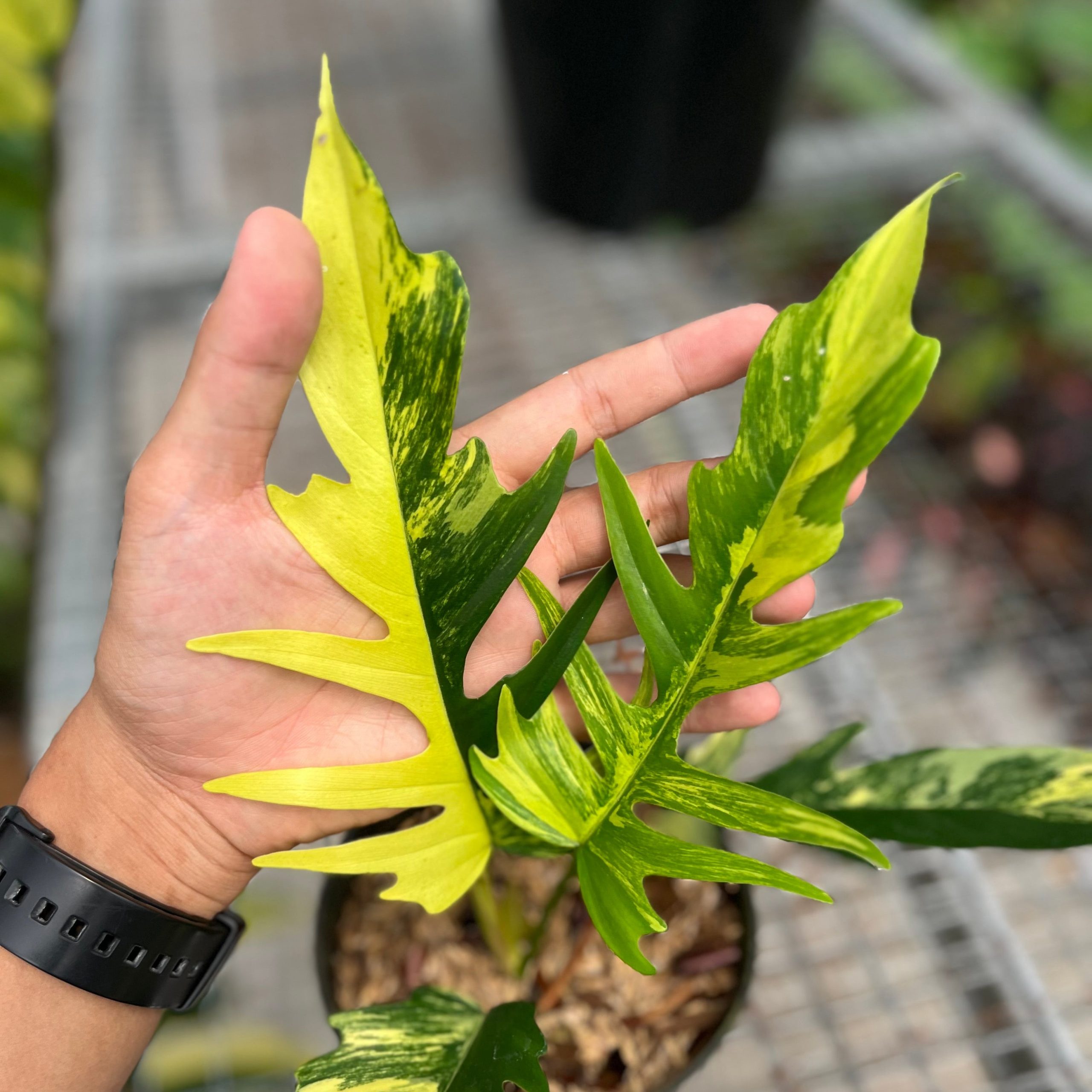Philodendron florida beauty x tortum variegated - Image 3