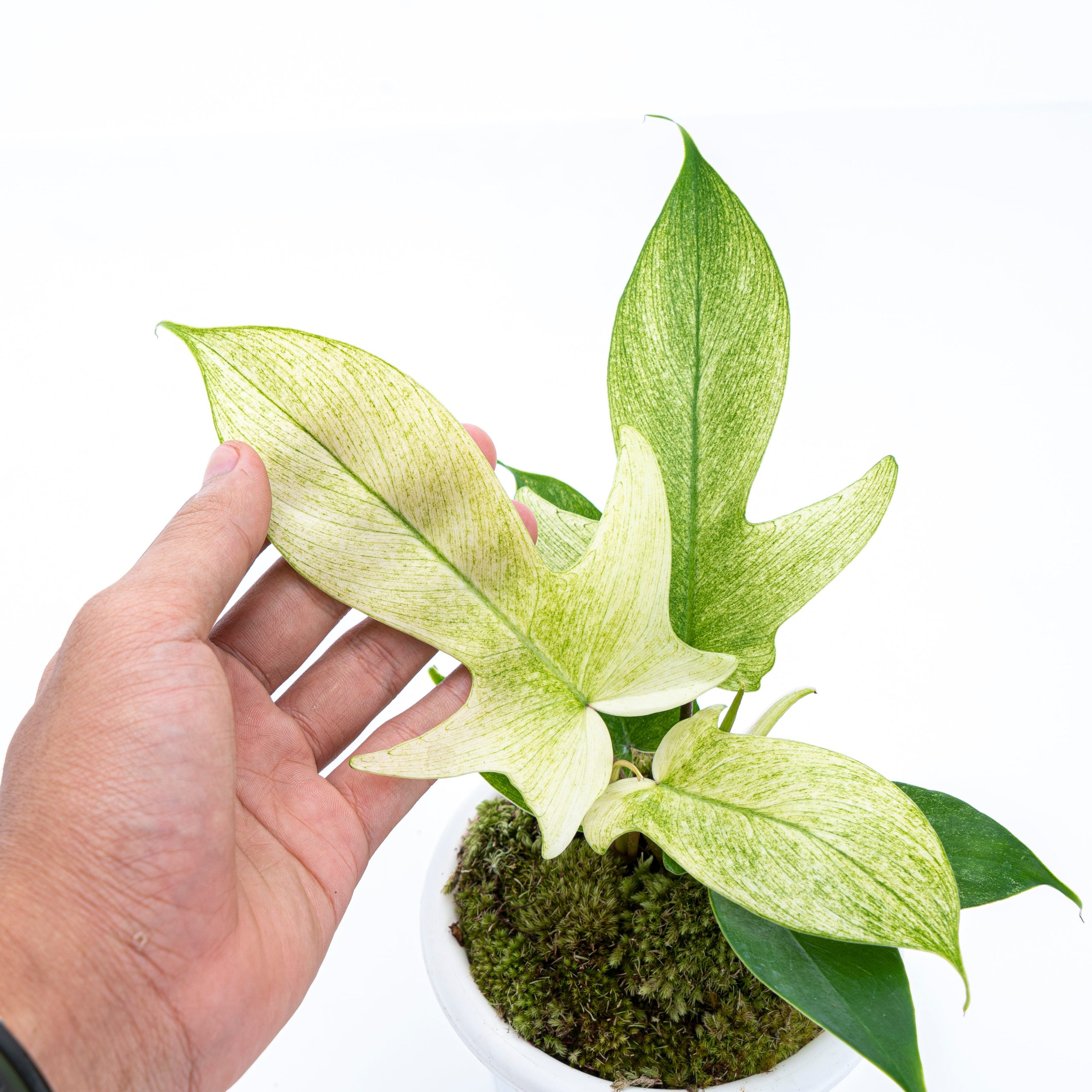 Philodendron Florida Ghost - Image 2